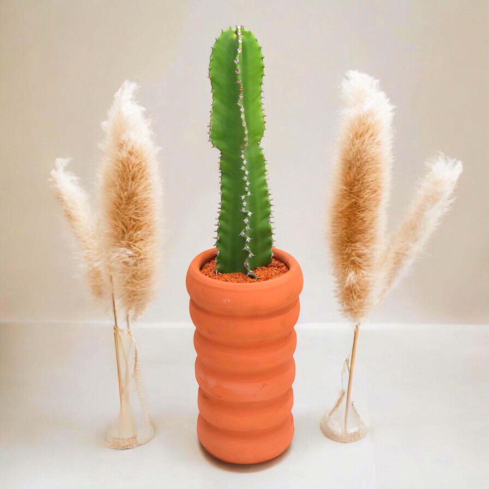 Euphorbia Ingens 60 cm