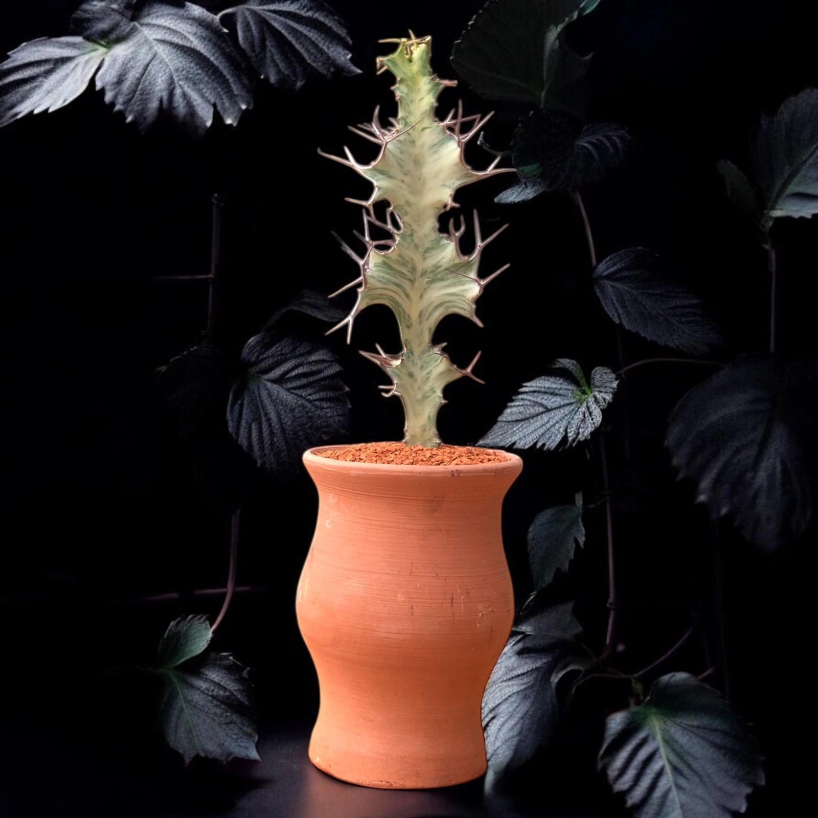 Euphorbia Grandicornis Variegata