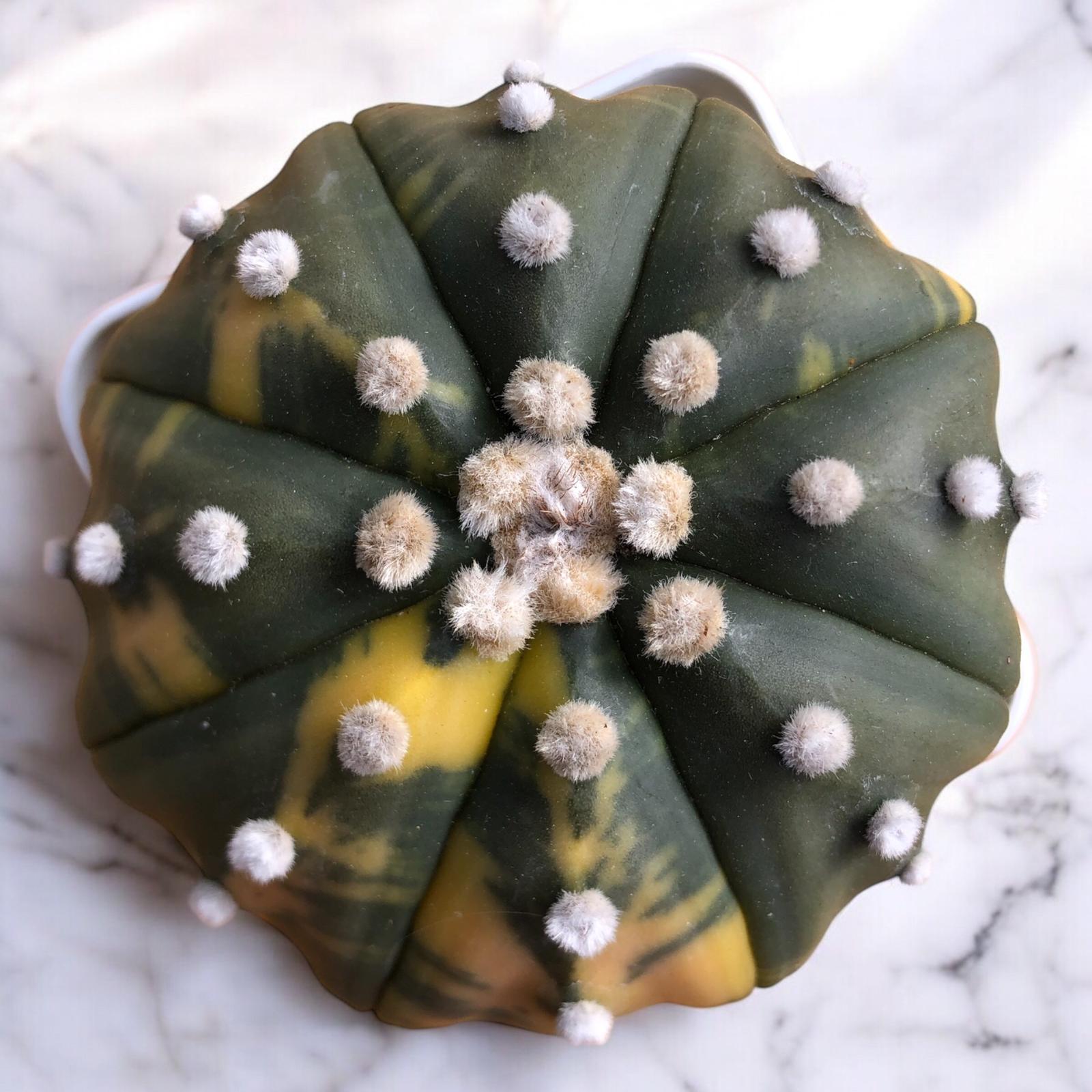 Astrophytum Asterias Variegata D:8 cm