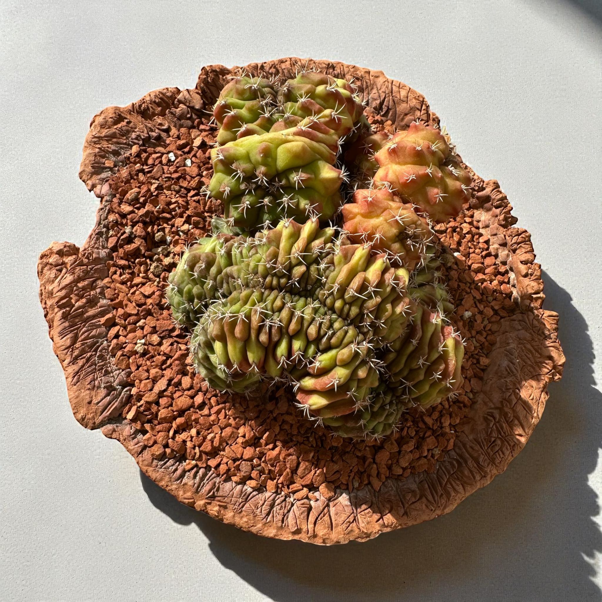 Gymnocalycium Variegata Cristata D:20 cm H:15 cm 