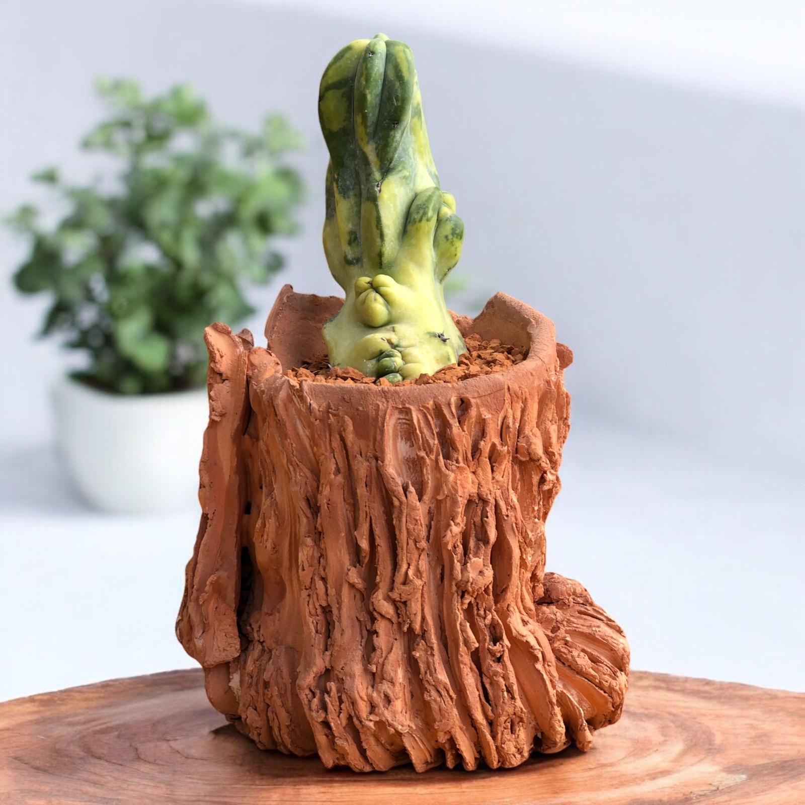 Myrtillocactus Geometrizans Variegata Cristata H:20 cm