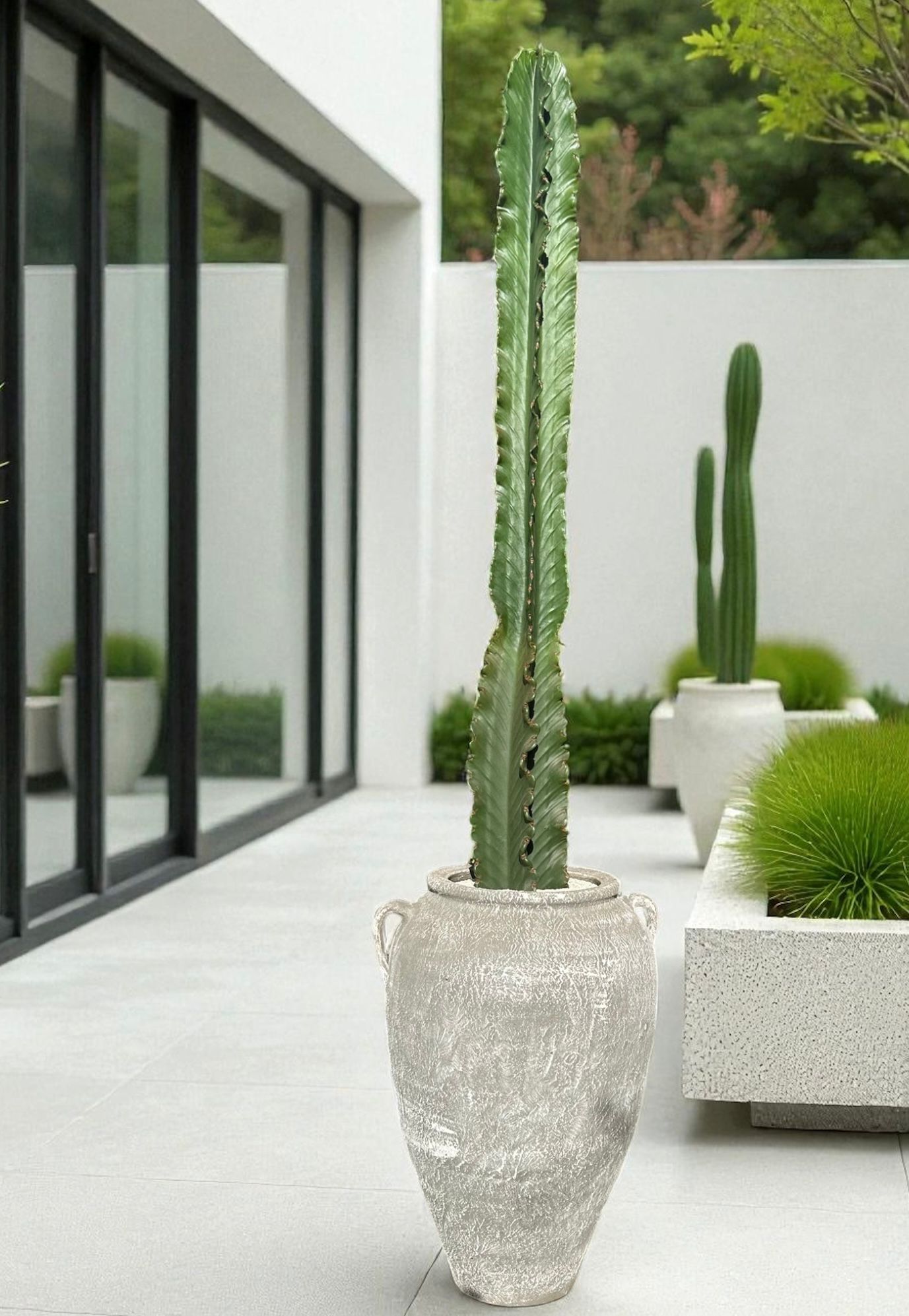 Euphorbia Ingens D:45 cm H:185 cm