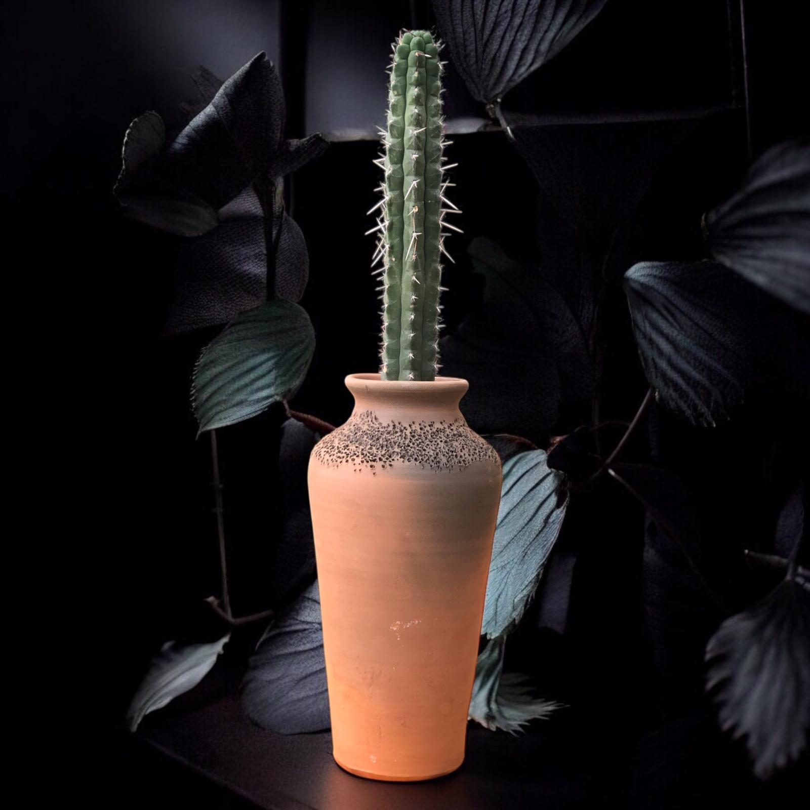 Rauhocereus Riosaniensis