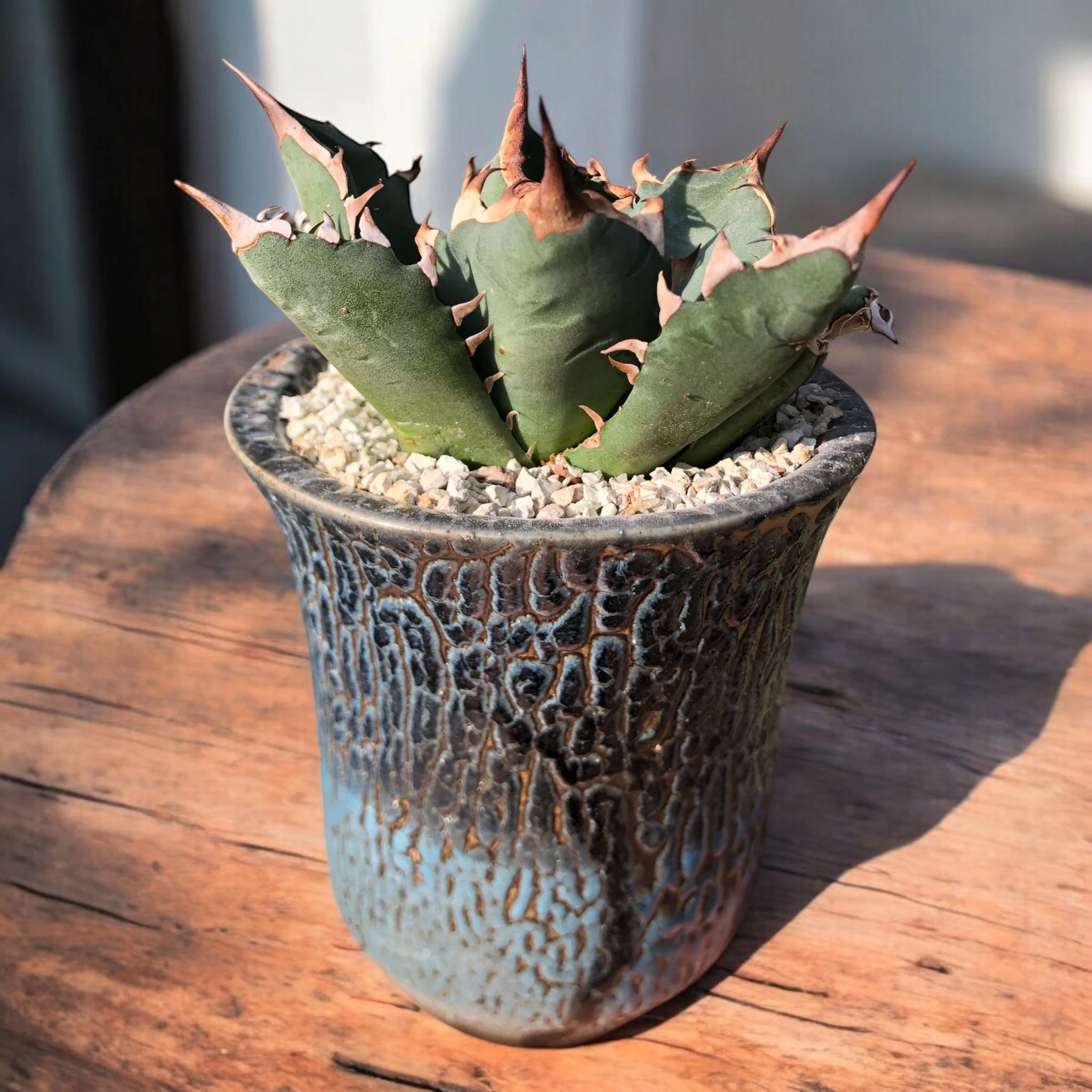 Agave Titanota Japanese Dwarf D:9 cm H:13 cm