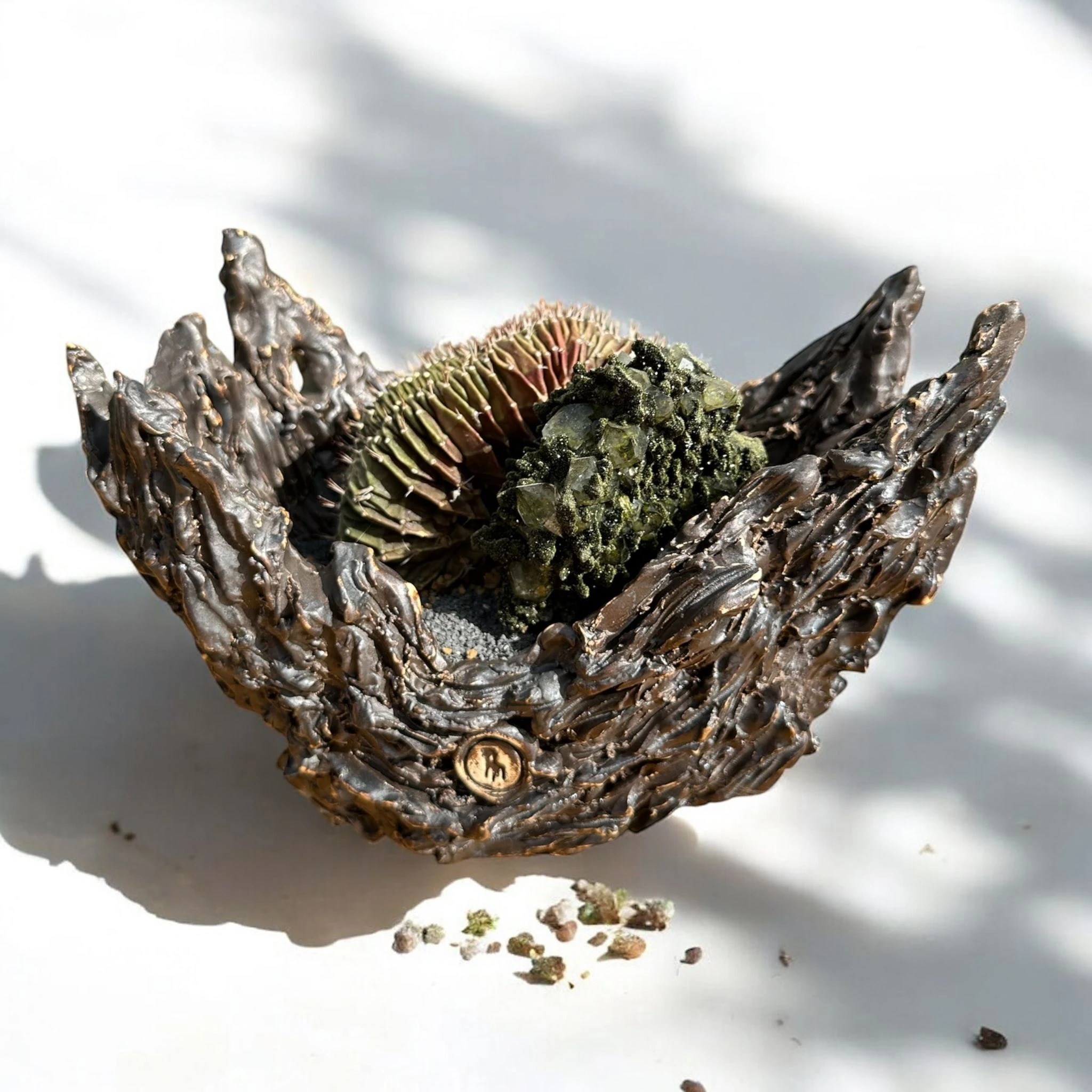 Gymnocalycium Cristata 