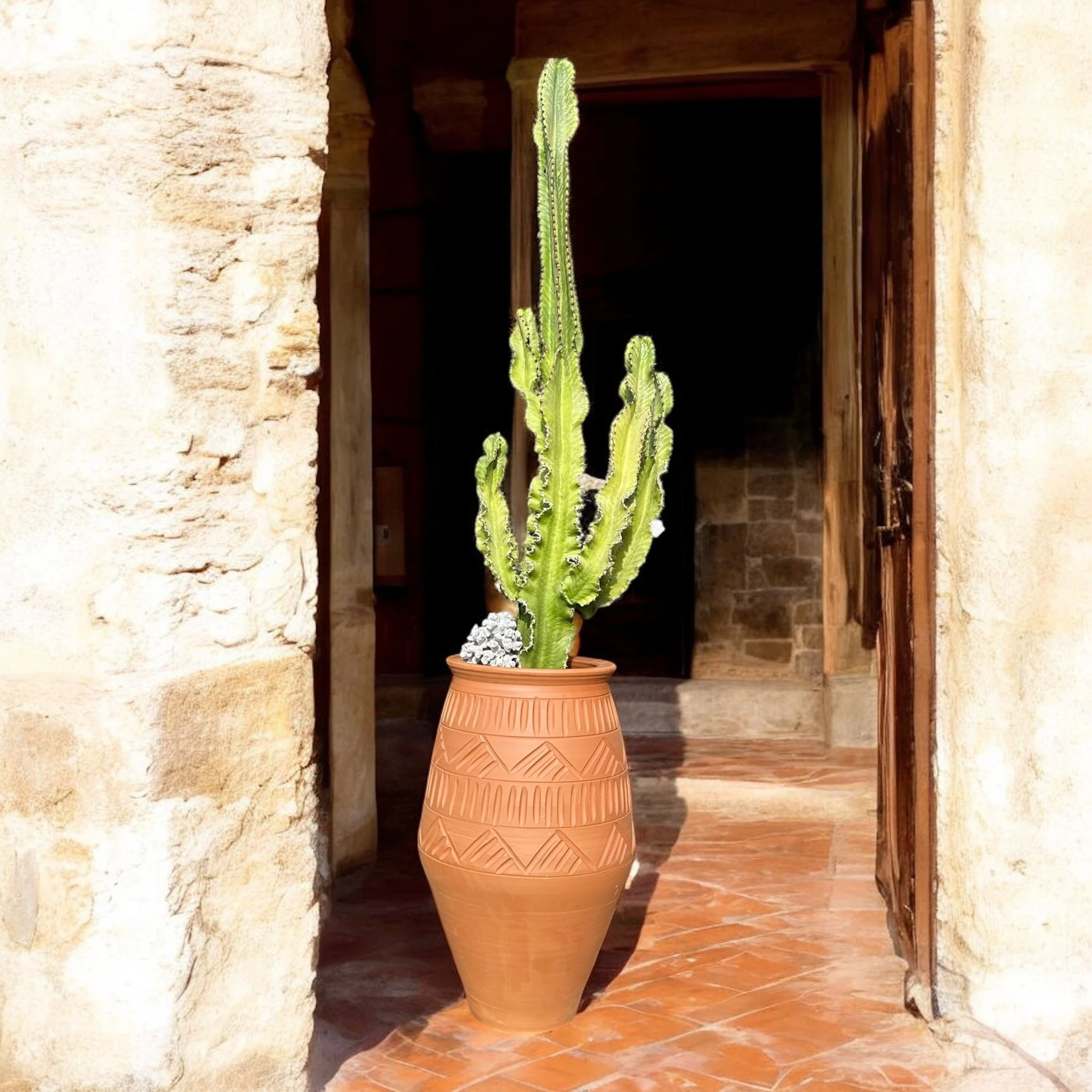 Euphorbia Ingens Variegata D:30 cm H:190 cm