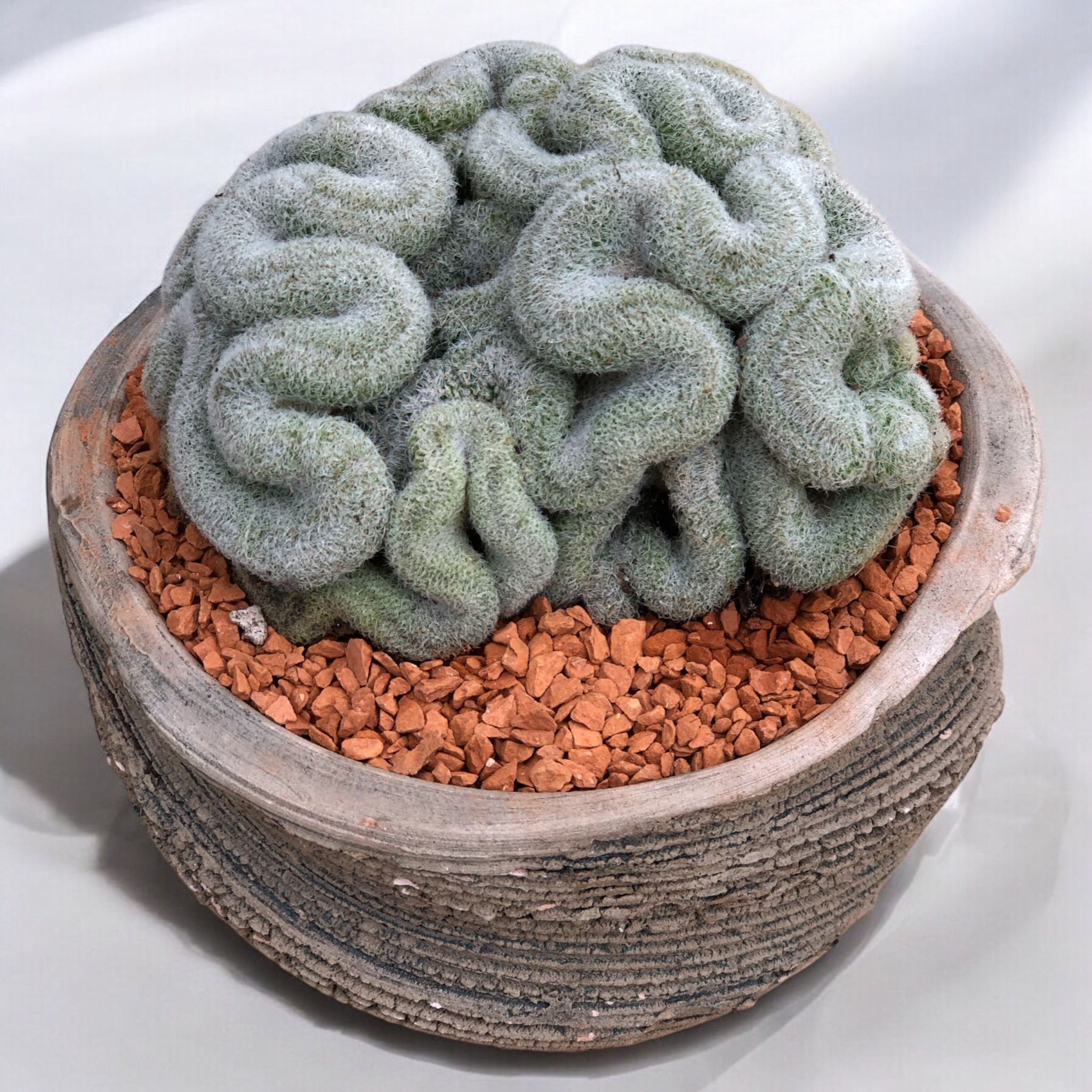 Mammillaria Perbella Cristata D:13 cm H:12 cm