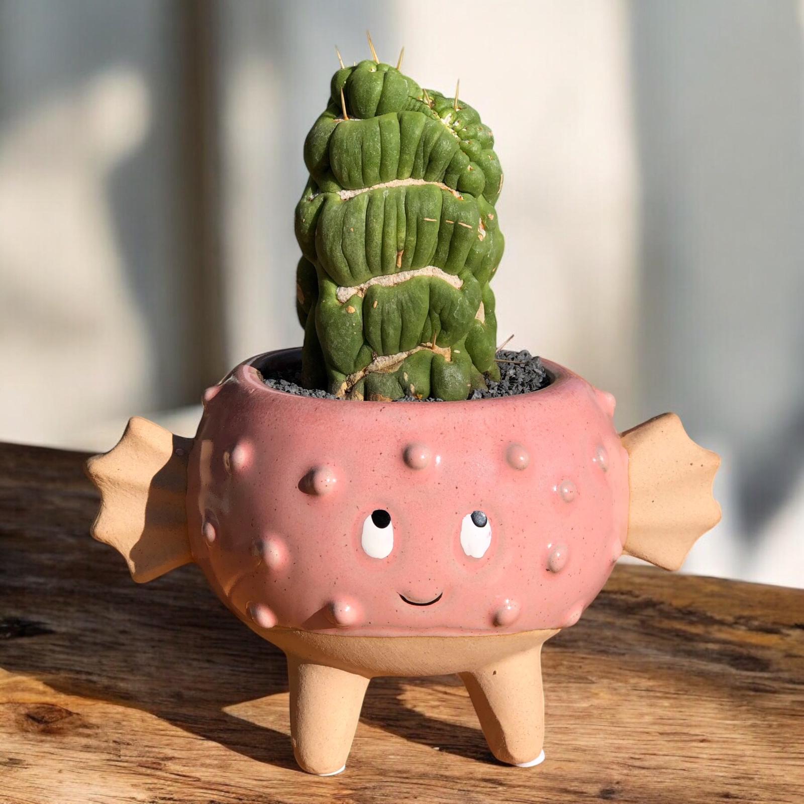 Eulychnia Castanea Spiralis Cristata