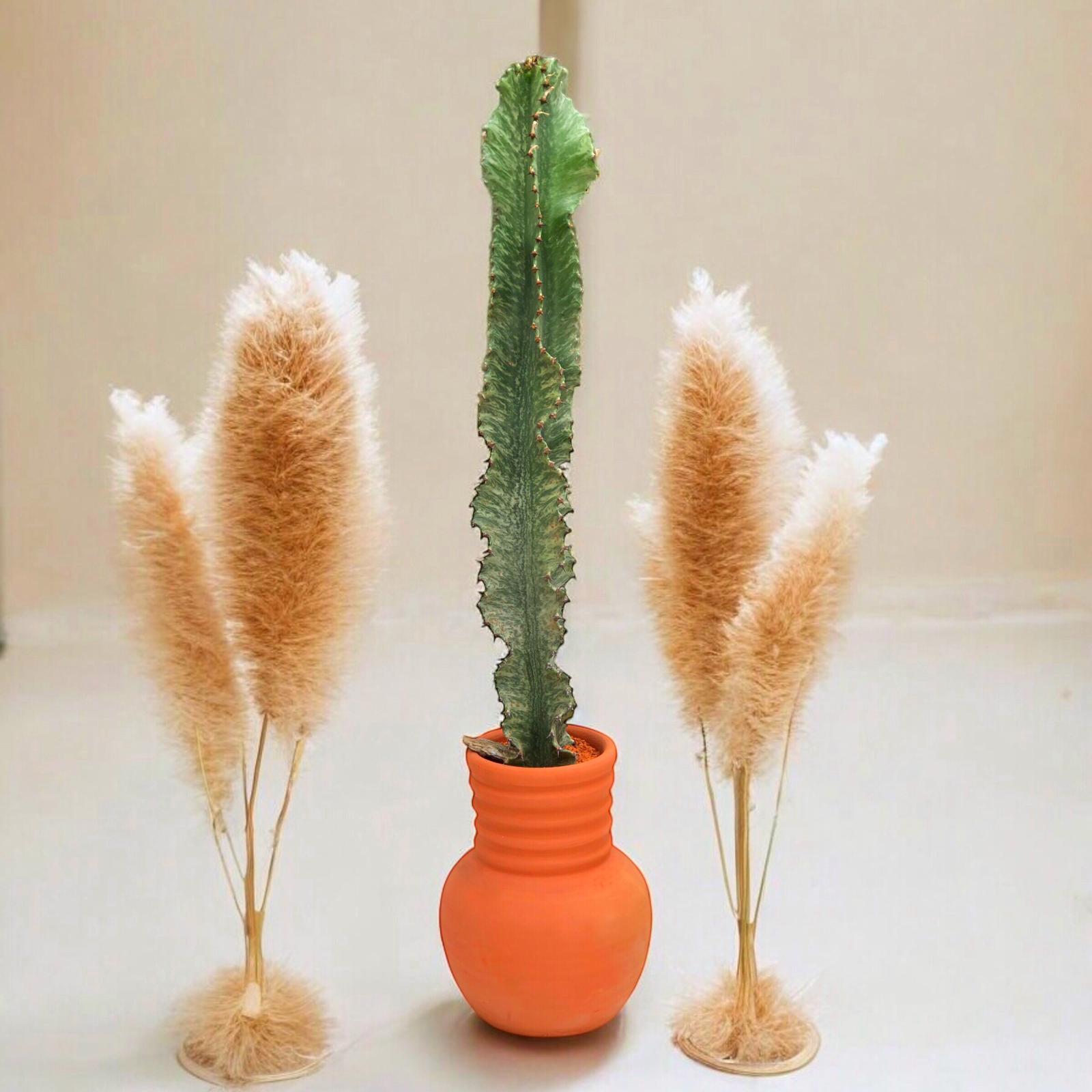 Euphorbia Ammak 90 cm