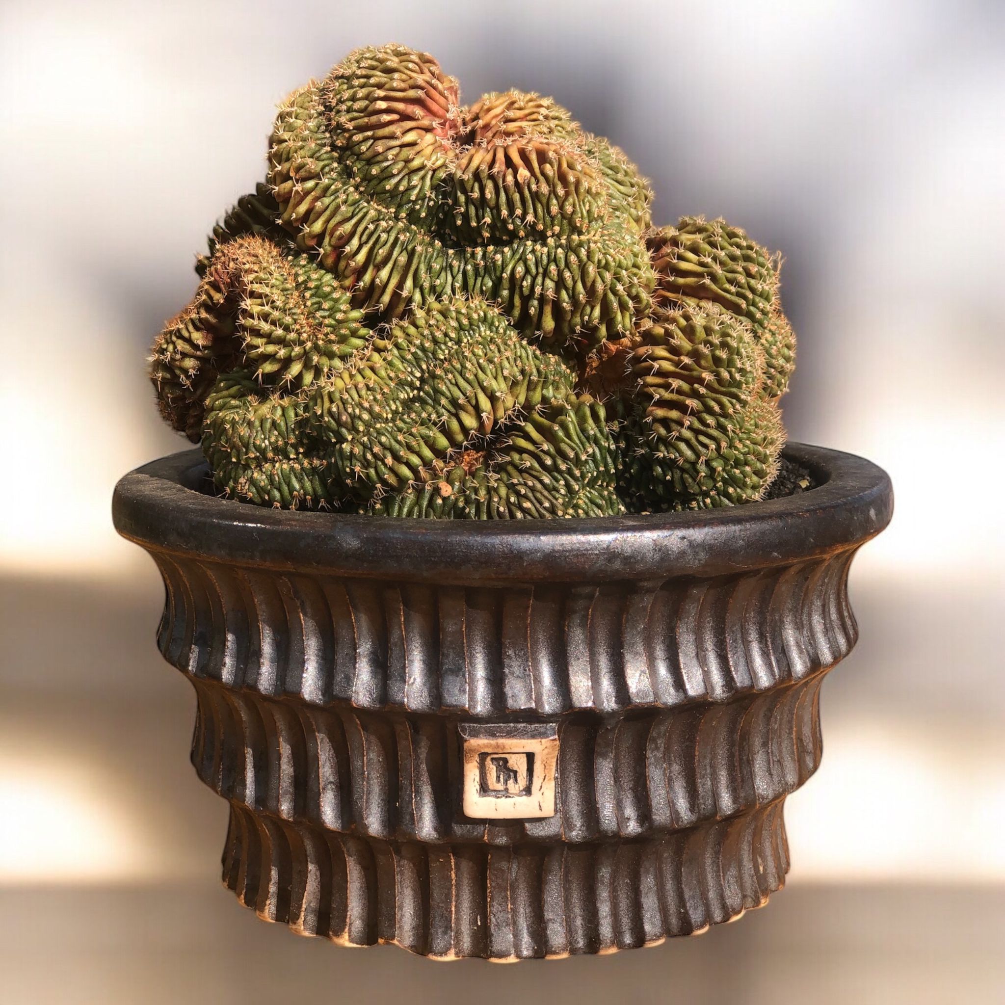 Gymnocalycium Cristata D:17 cm H:18 cm