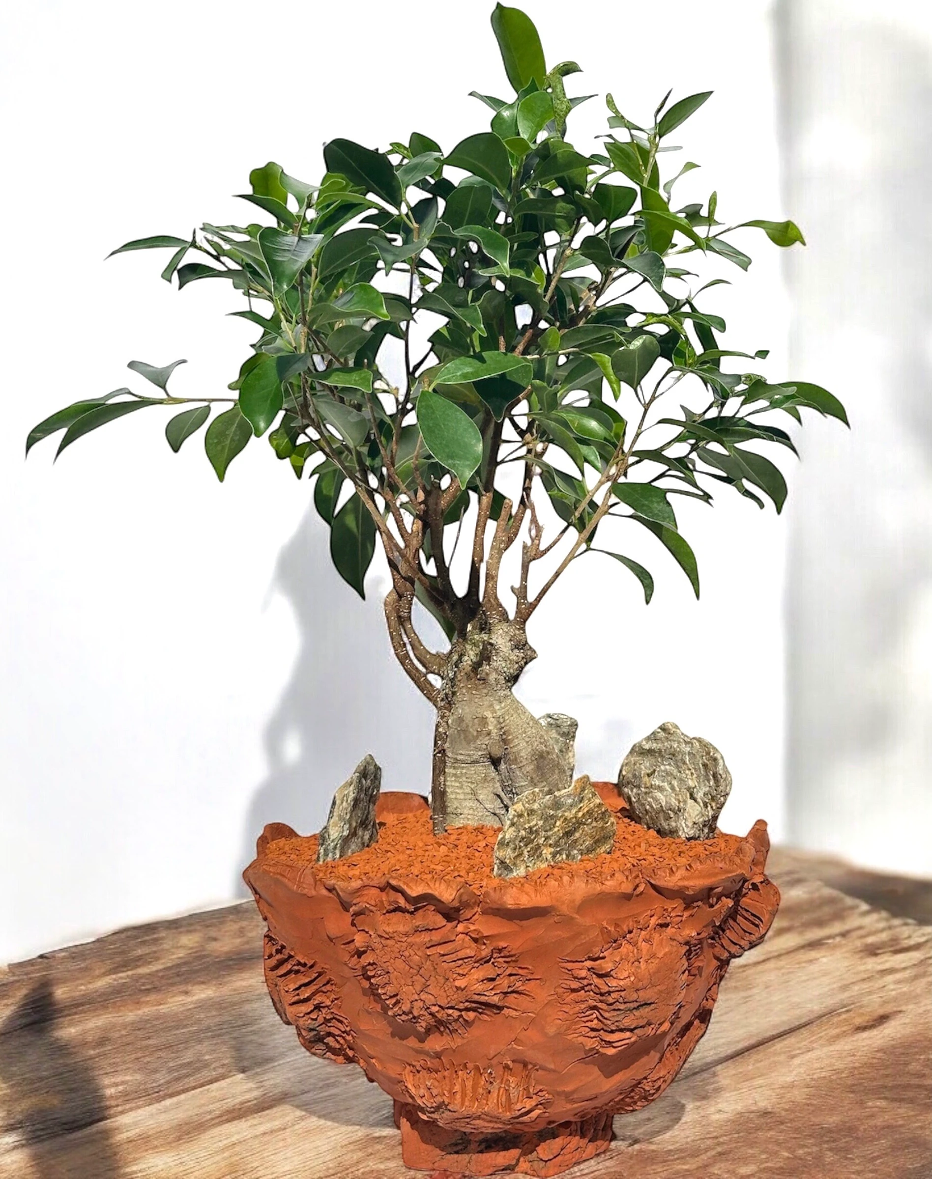 Ficus Microcarpa Ginseng Bonsai 