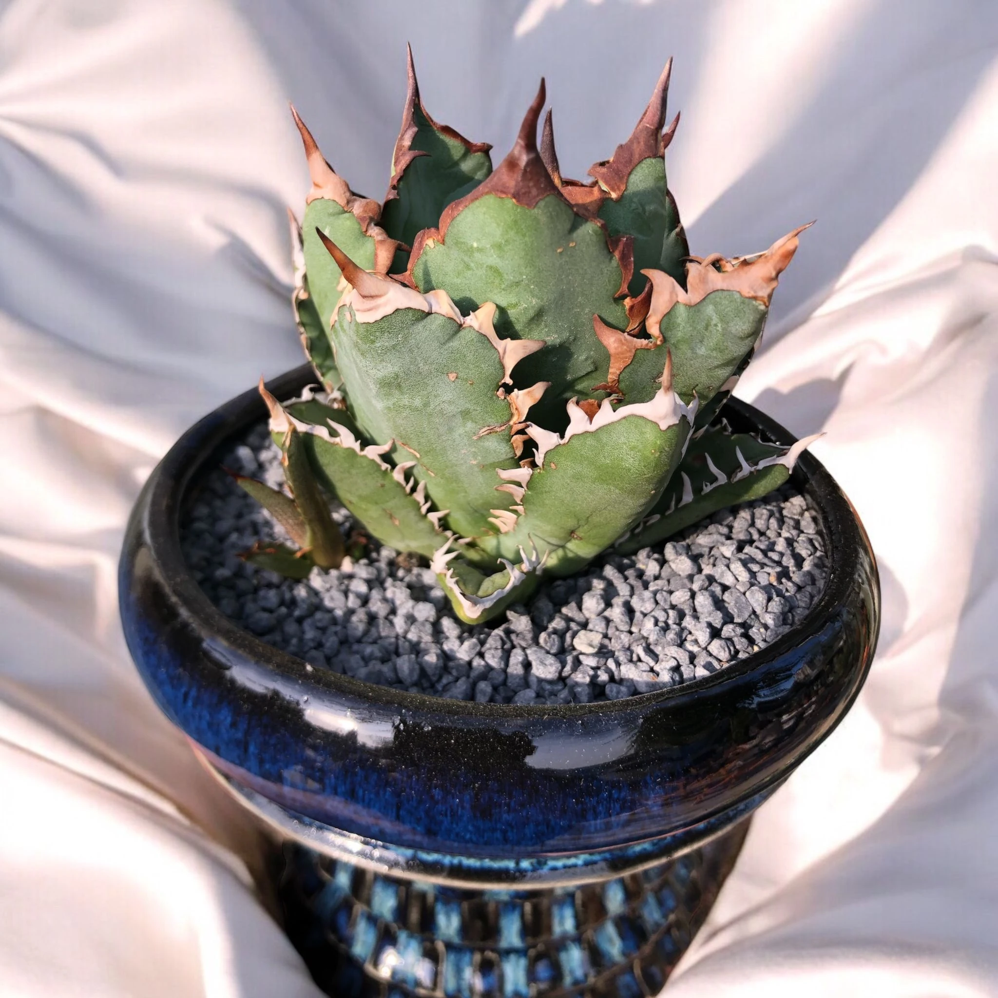 Agave Titanota Japanese Dwarf D:15 cm H:17 cm