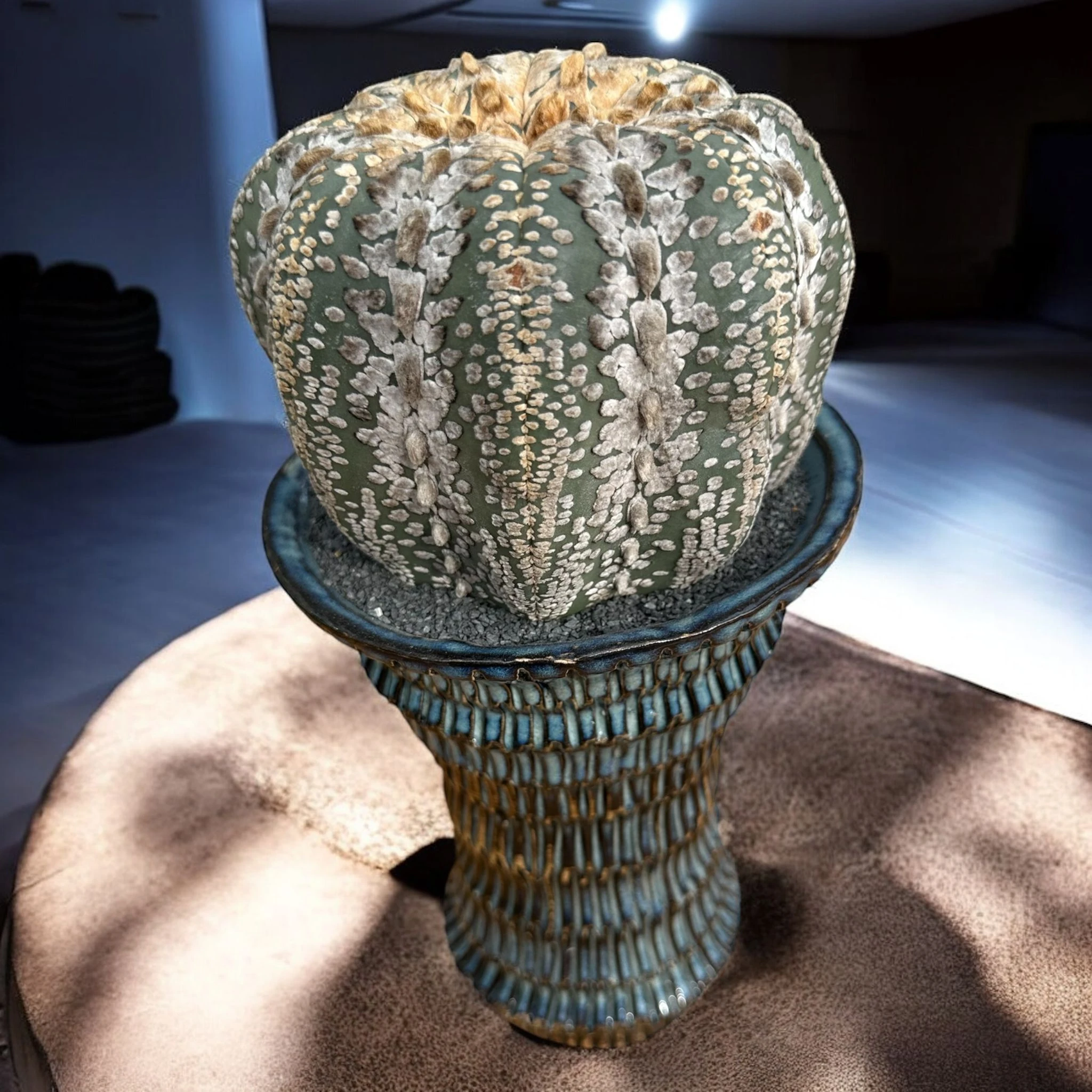 Astrophytum Asterias Hanazono Star Shape D:15 cm H:30 cm