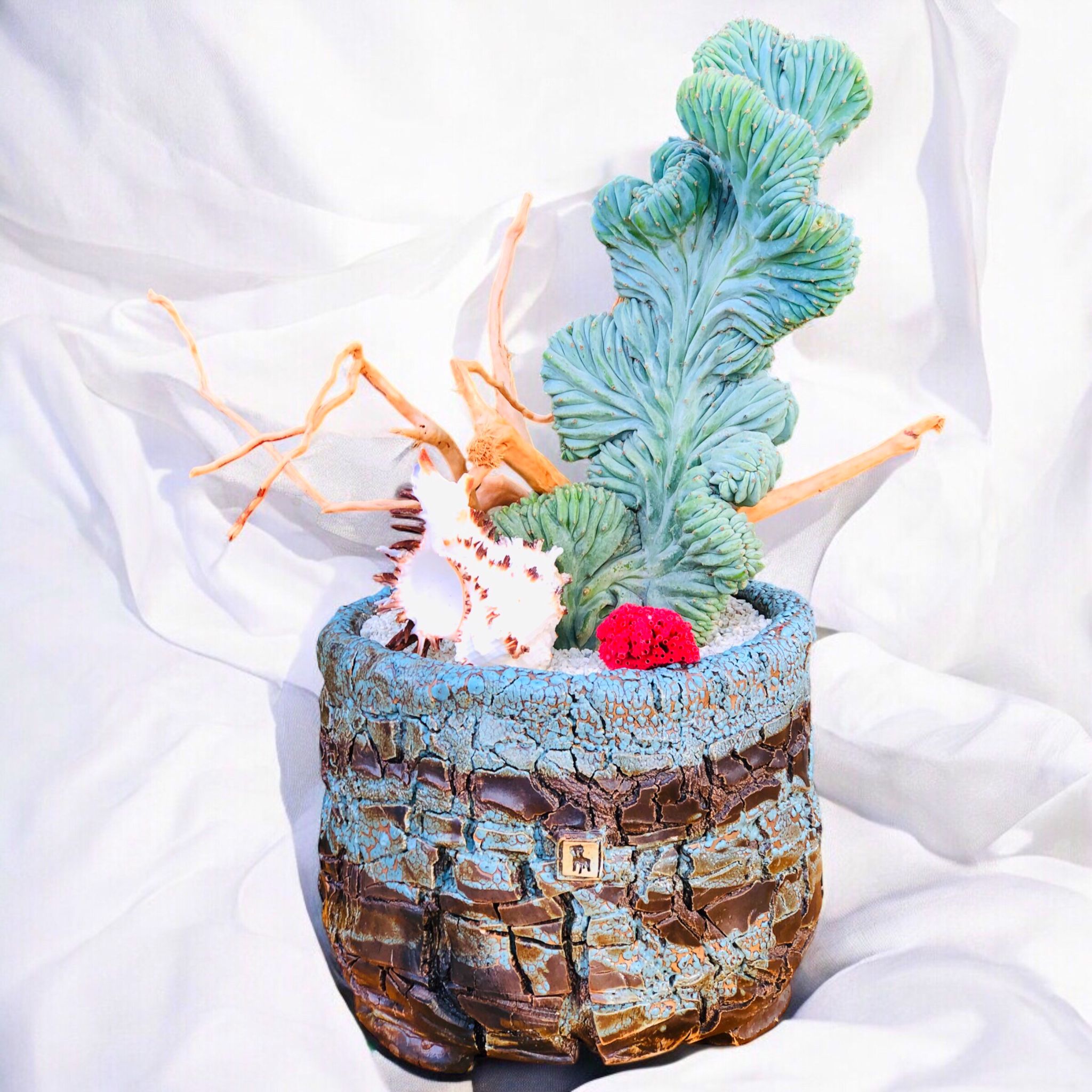 Myrtillocactus Geometrizans Cristata D:20 cm H:40 cm