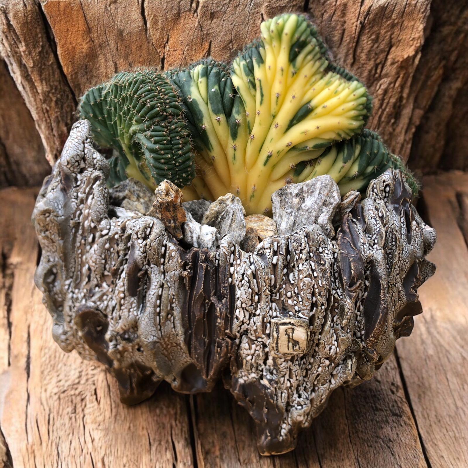 Trichocereus Pachanoi f. Cristata Variegata D:20 cm H:20 cm