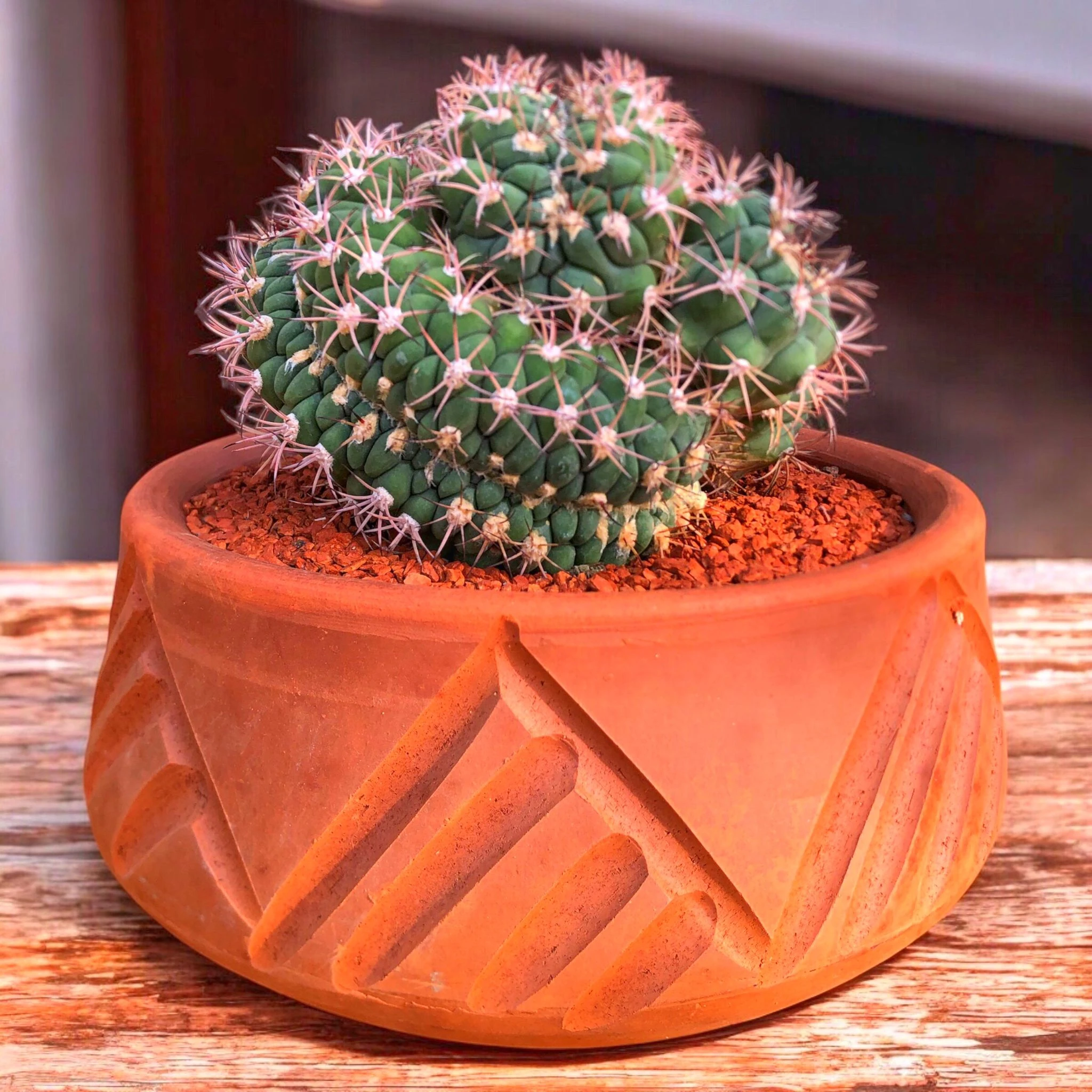 Gymnocalycium Saglionis Cristata D:20 cm H:20 cm