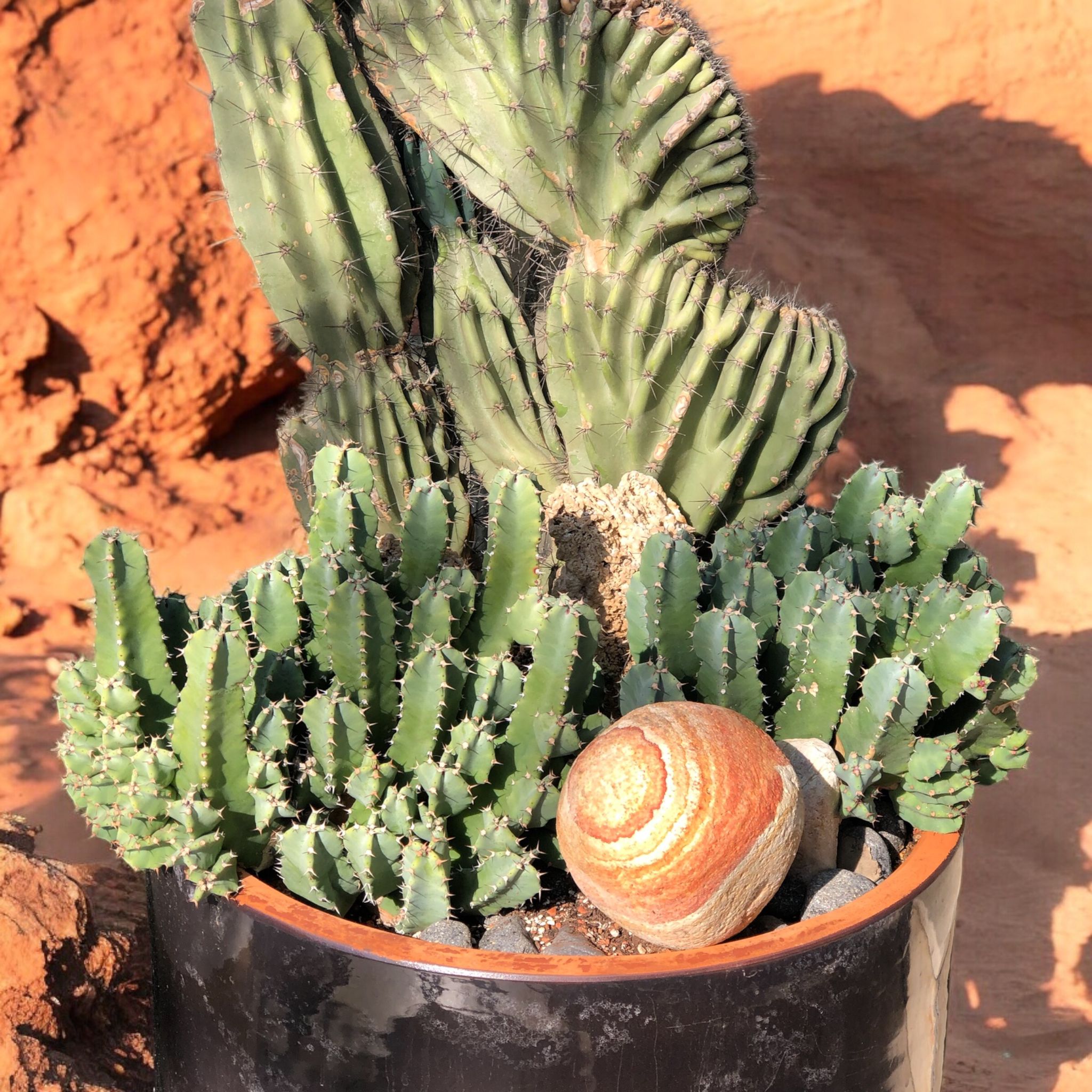 Dev Kaktüs Aranjmanı D:45 cm H:130 cm 