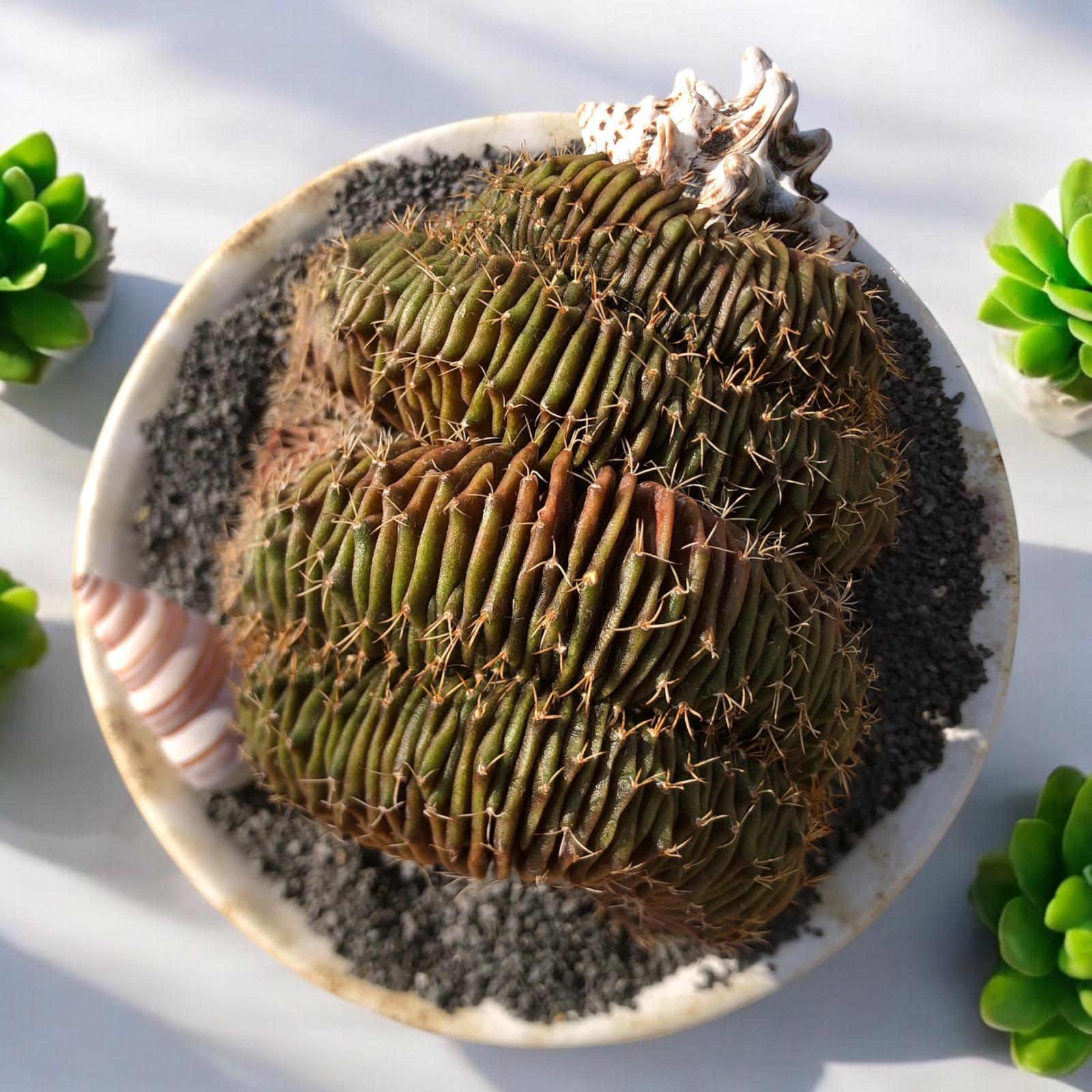 Gymnocalycium Cristata D:15 cm H:23 cm