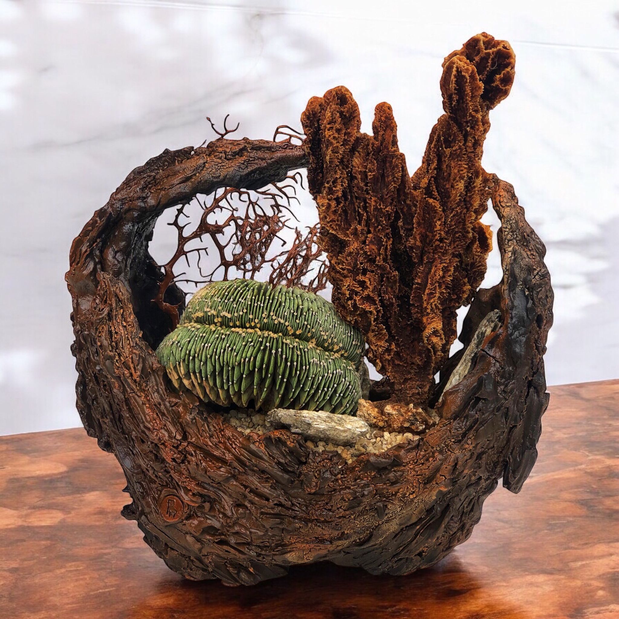 Gymnocalycium Lb Cristata D:30 cm H:28 cm