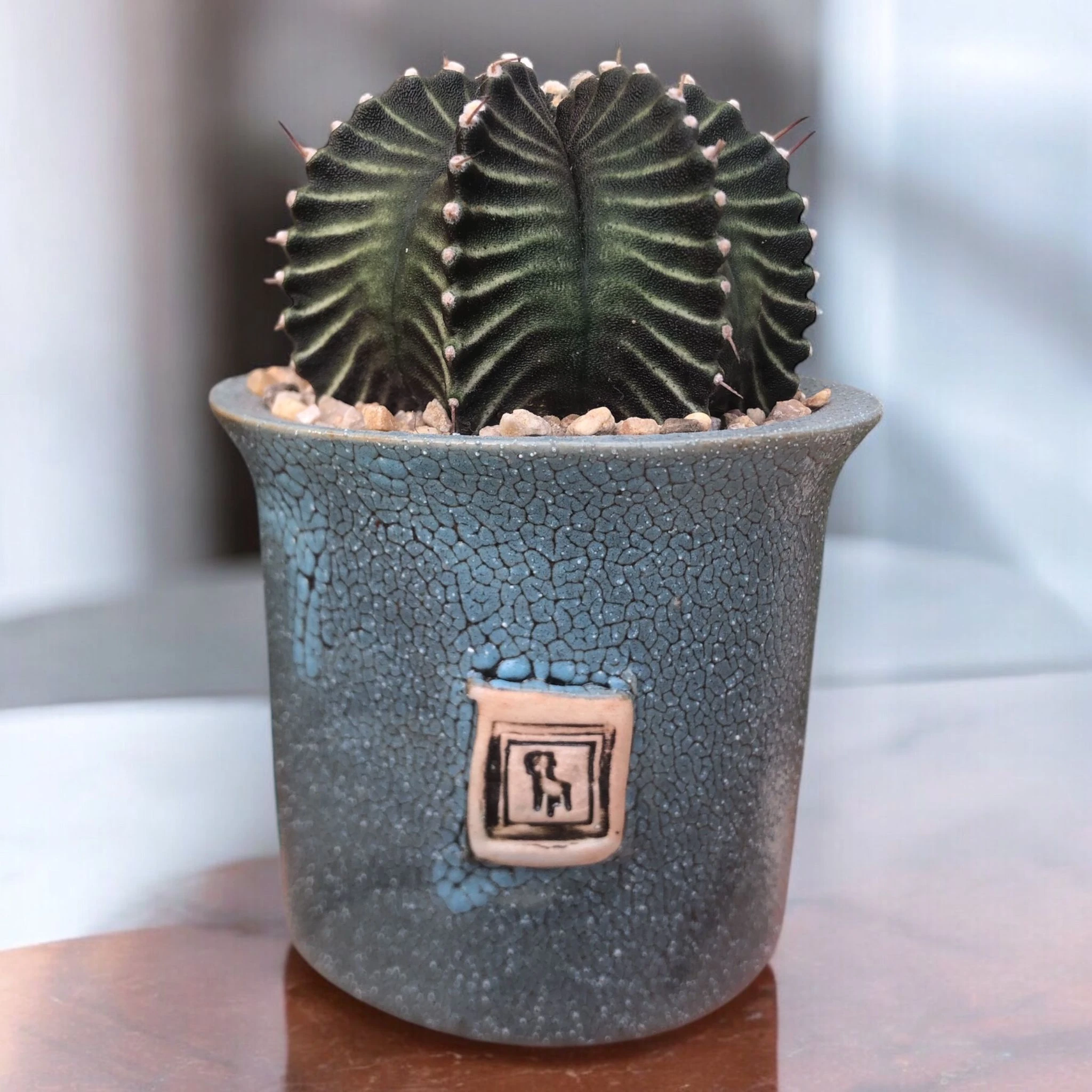 Gymnocalycium Green Selected Form D:9 cm H:13 cm