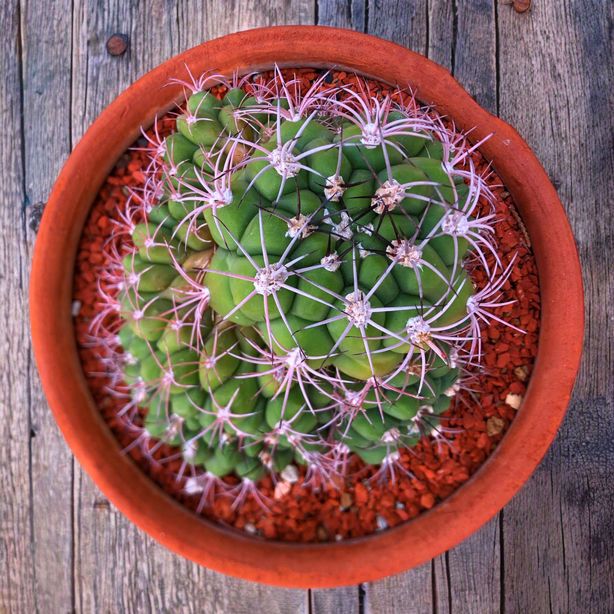 Gymnocalycium Saglionis Cristata D:20 cm H:16 cm
