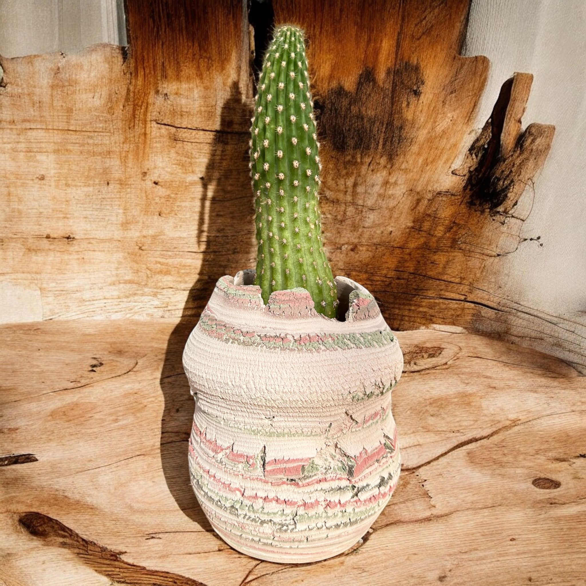 Lobivia Kaktüs D:14 cm H:30 cm