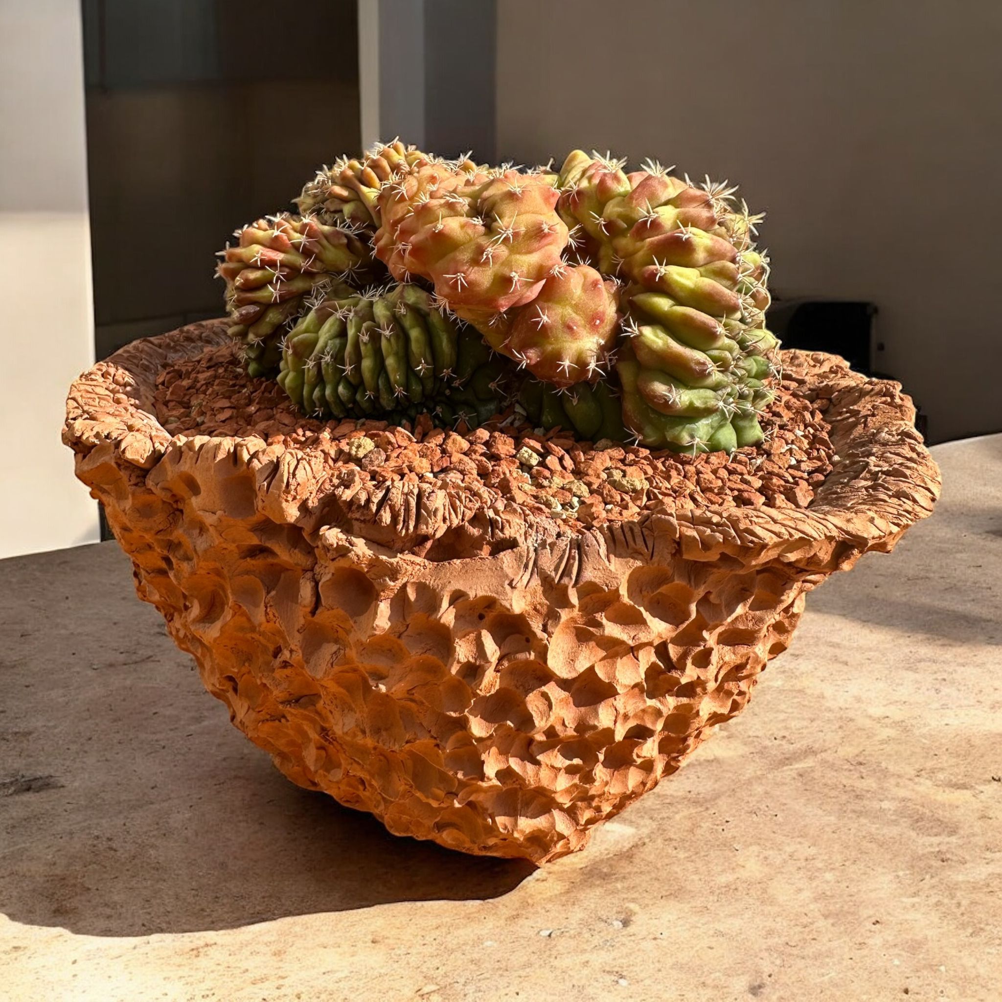 Gymnocalycium Variegata Cristata D:20 cm H:15 cm 