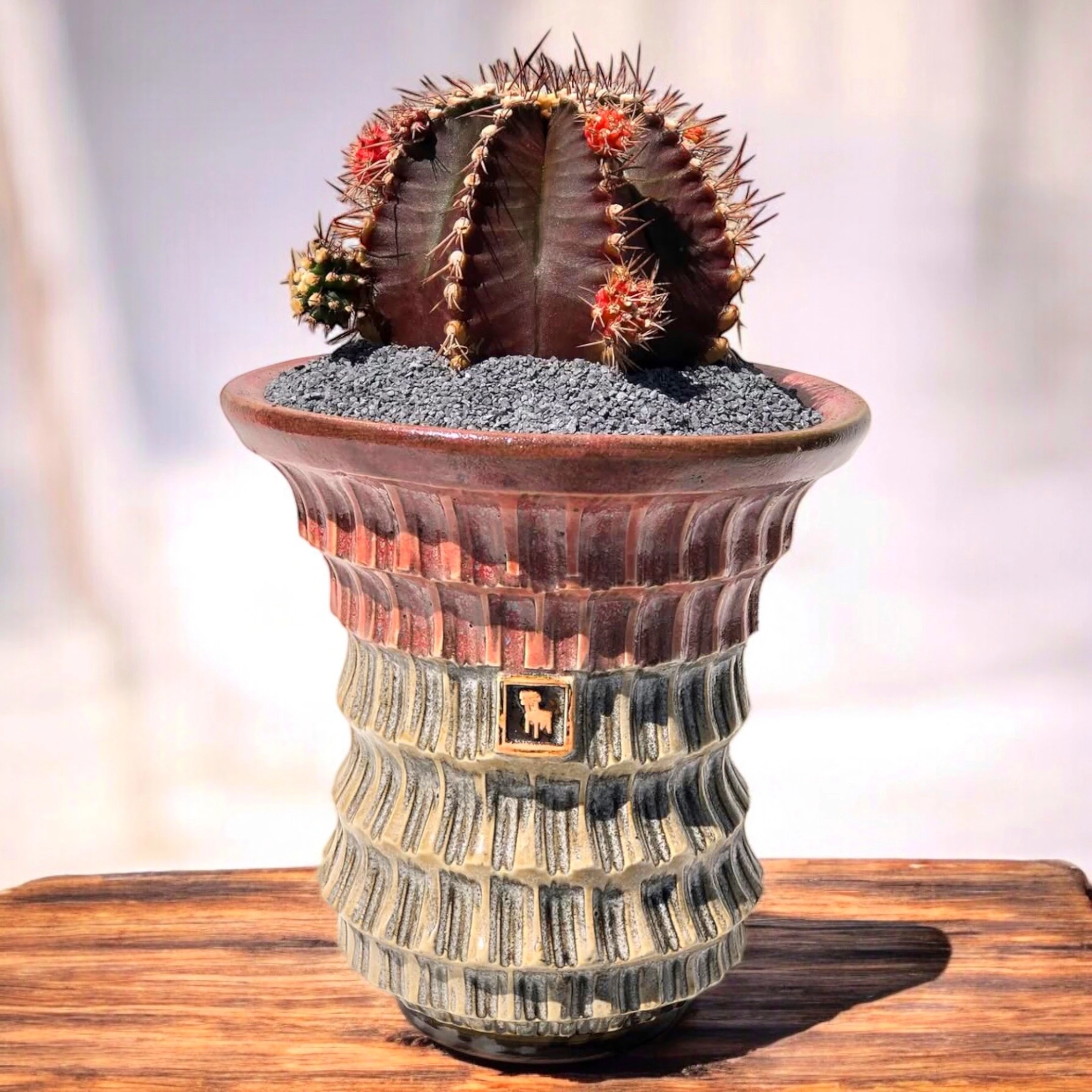 Gymnocalycium Dark Purple D:15 cm H:23 cm