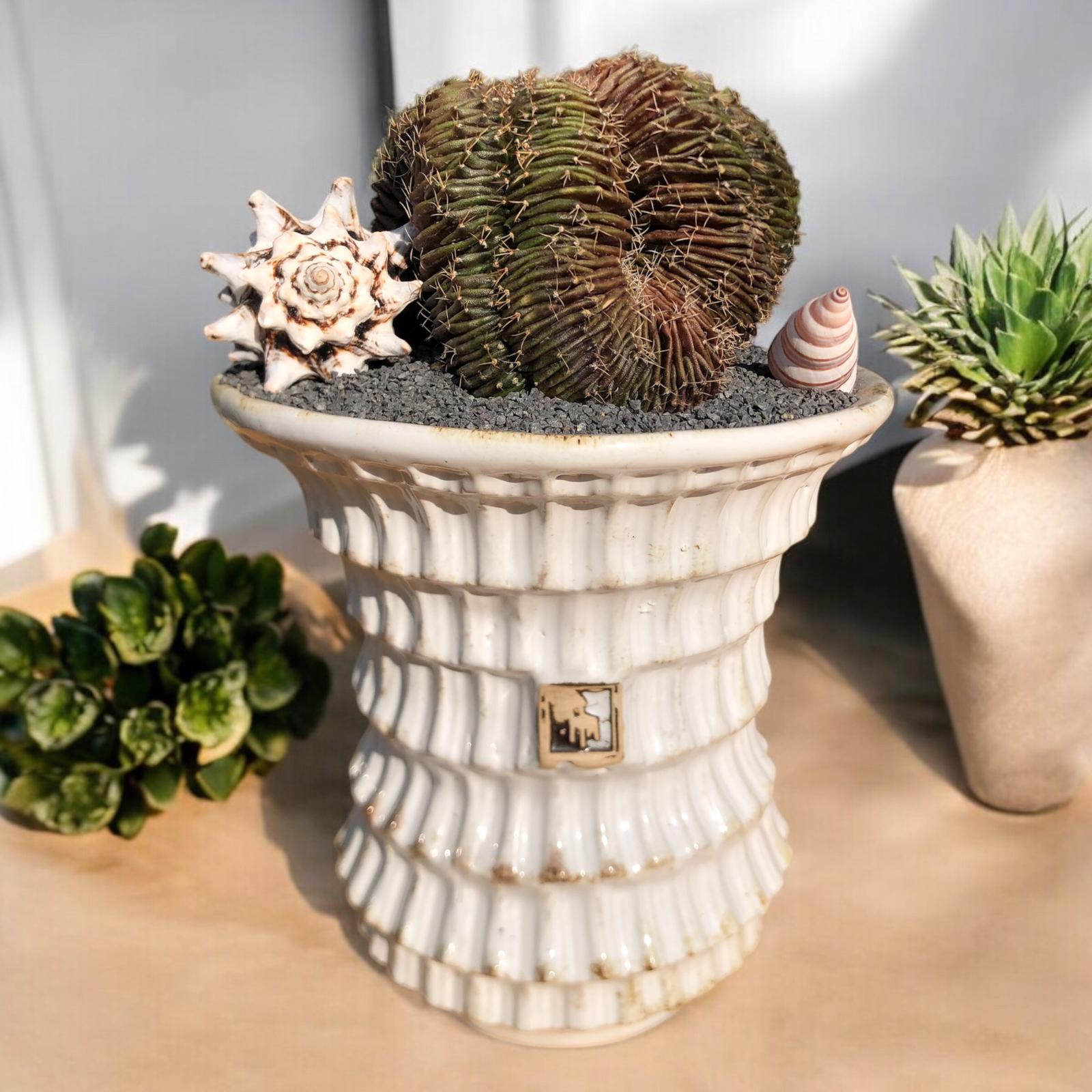 Gymnocalycium Cristata D:15 cm H:23 cm