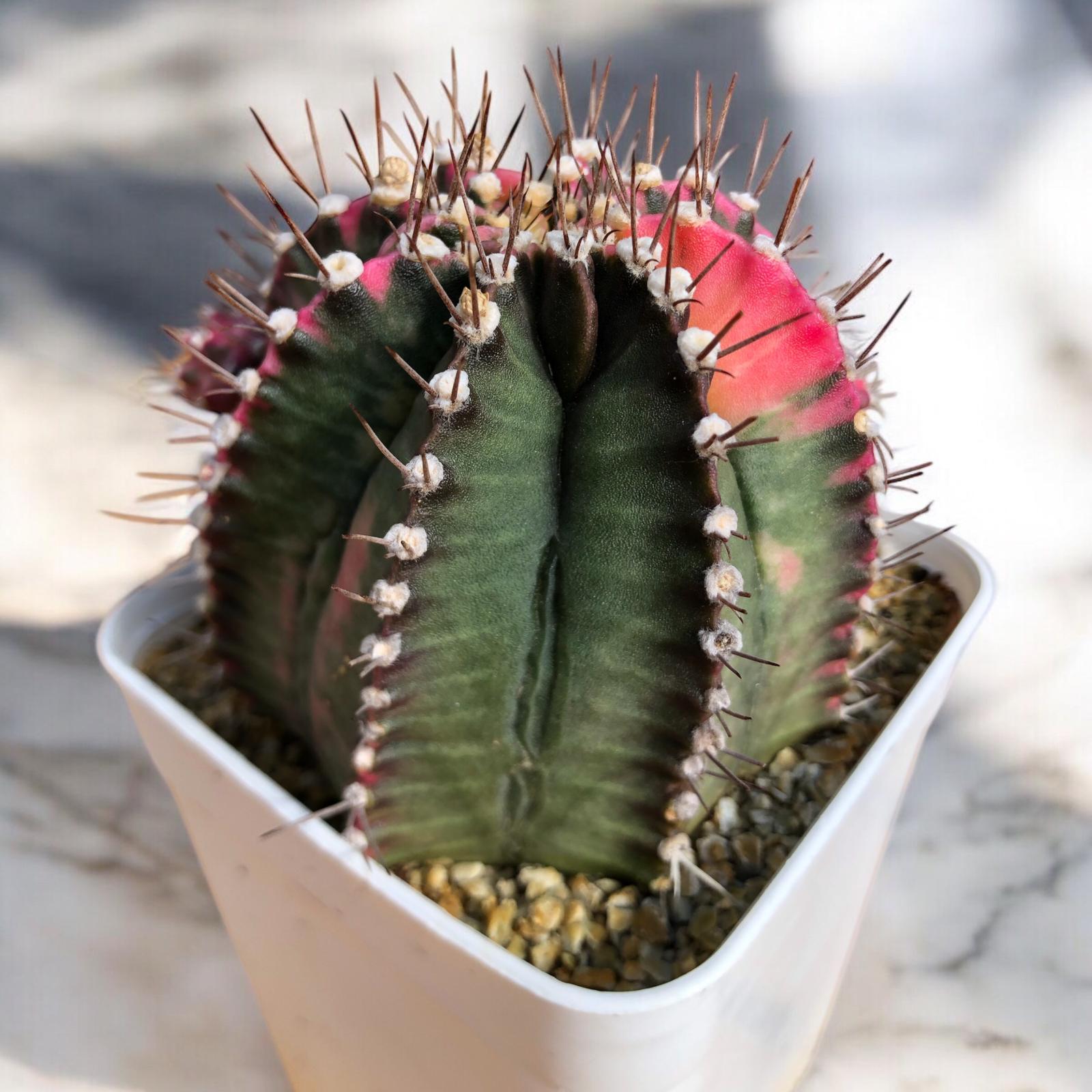 Gymnocalycium Variegata Fukuryu D:10 cm