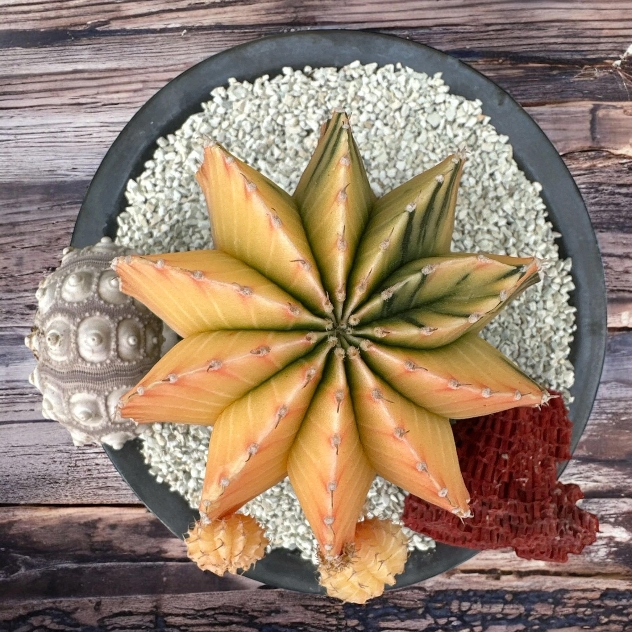 Gymnocalycium Variegata D:18 cm H:25 cm