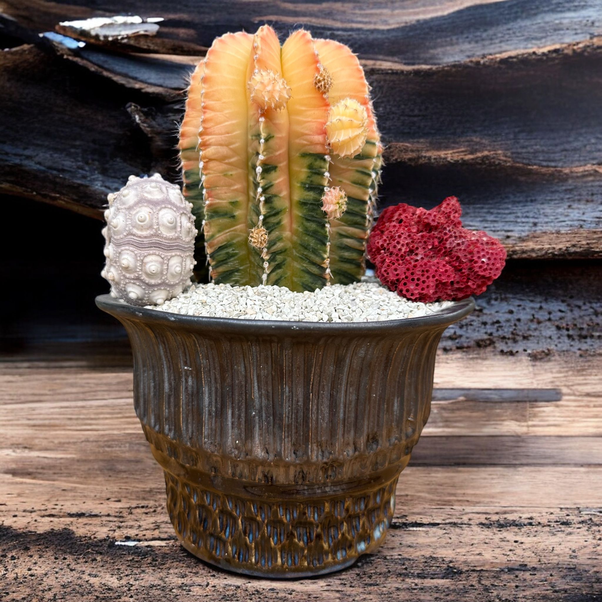 Gymnocalycium Variegata D:18 cm H:25 cm