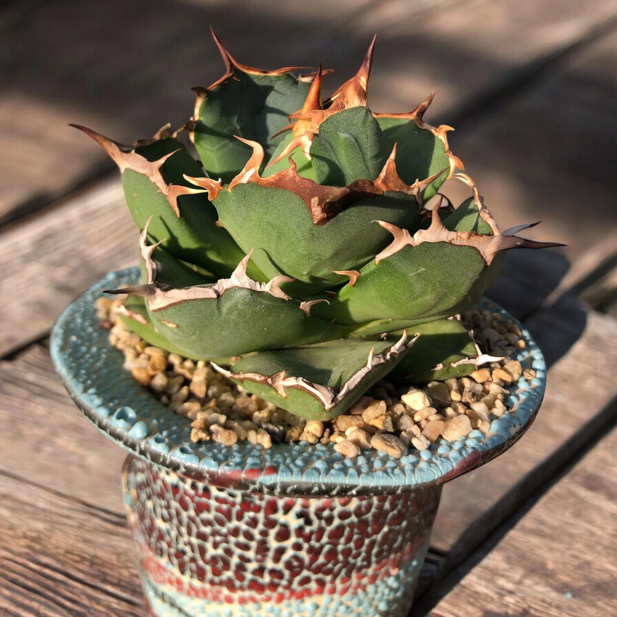 Agave Titanota Japanese Dwarf D:12 cm H:18 cm