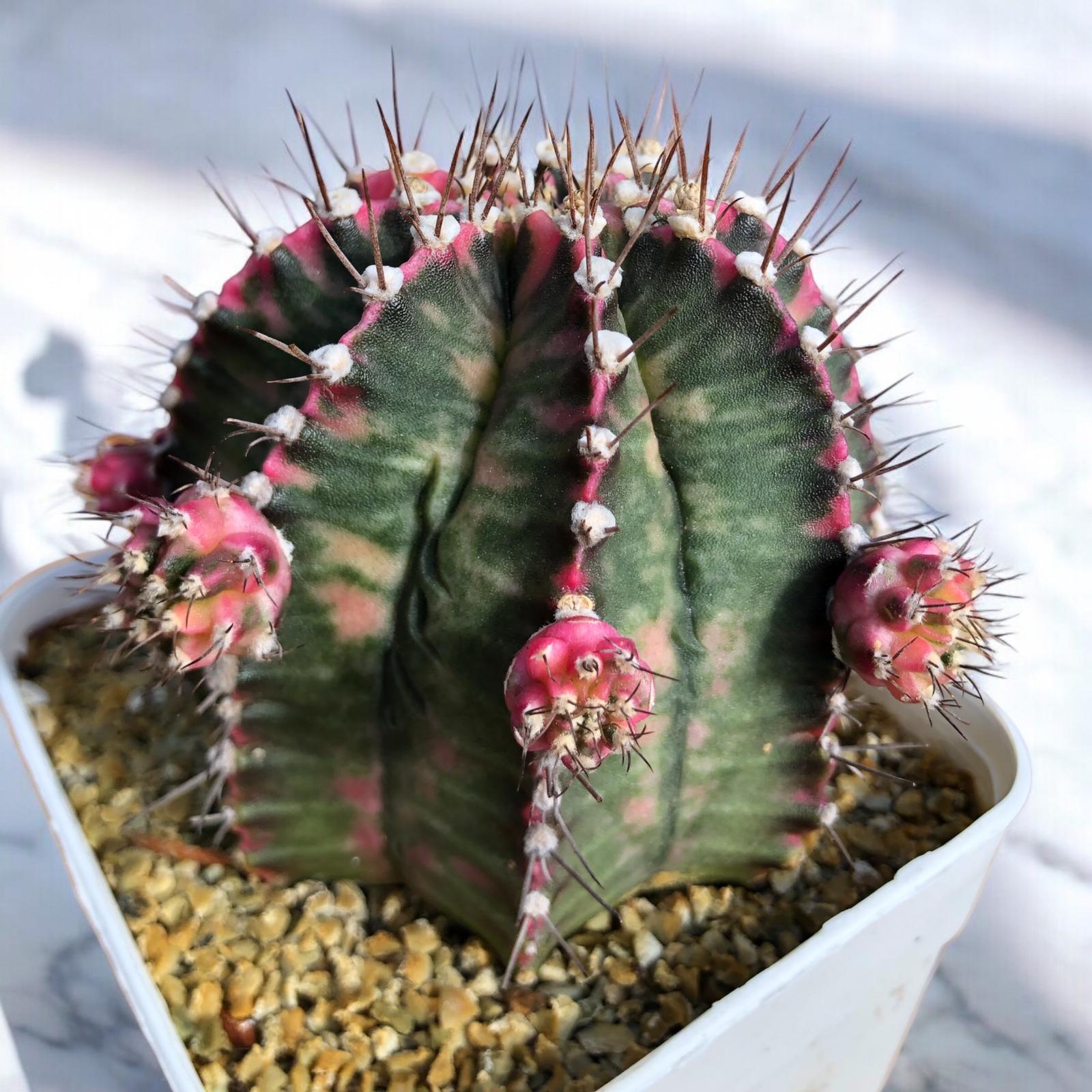 Gymnocalycium Variegata Fukuryu D:10 cm