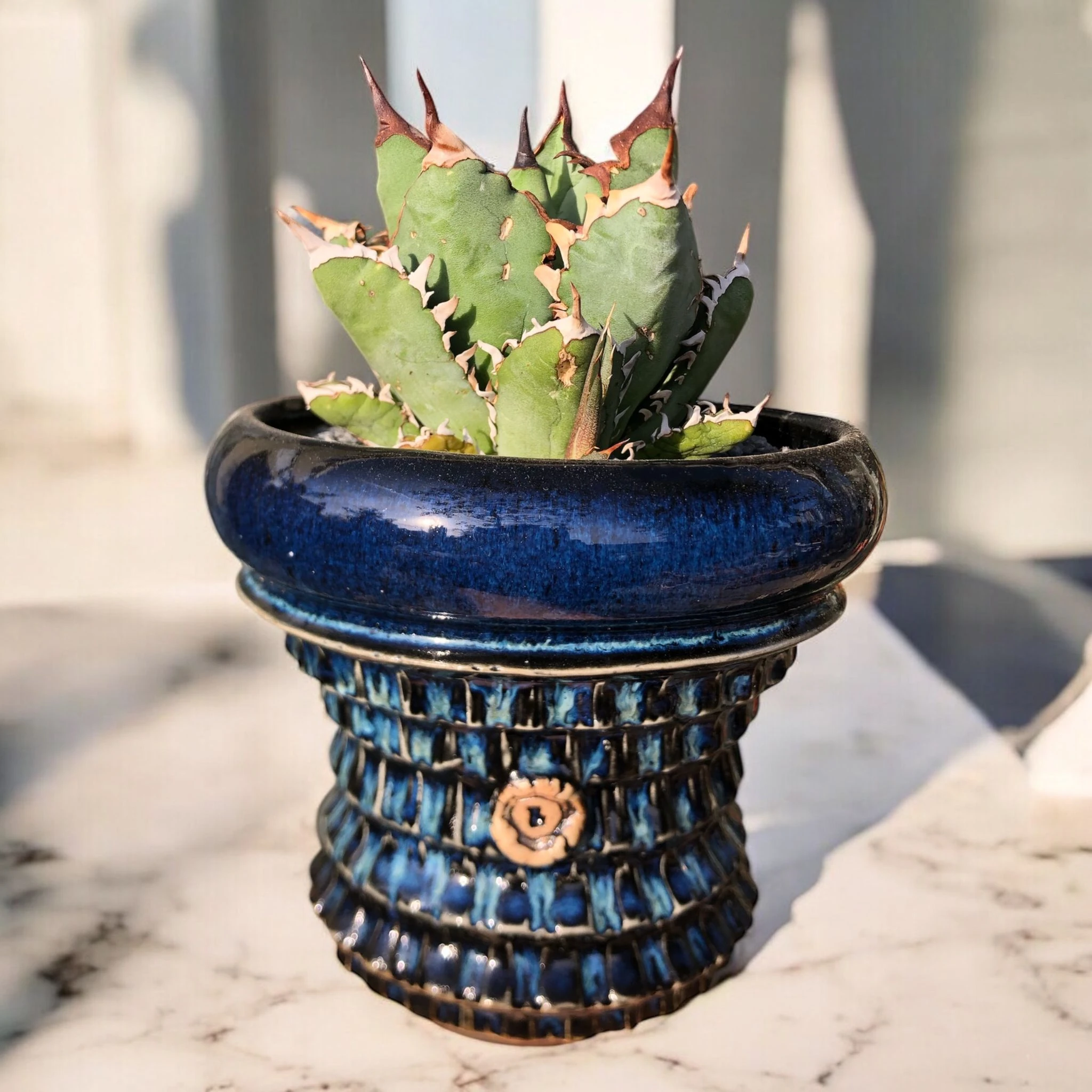 Agave Titanota Japanese Dwarf D:15 cm H:17 cm