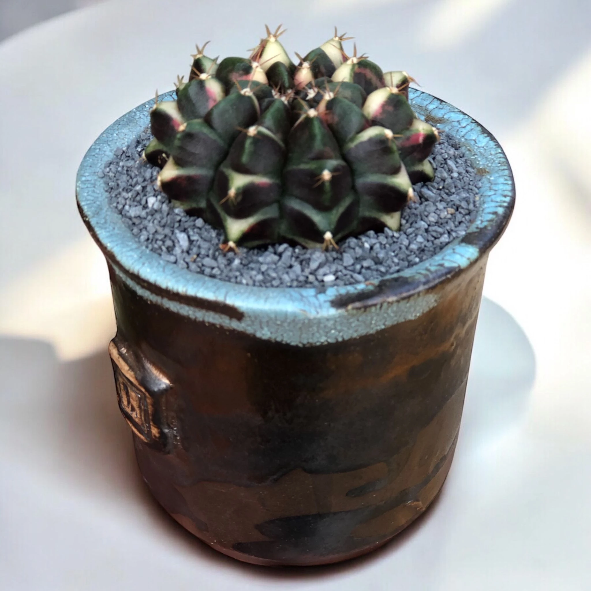 Gymnocalycium Sepia B D:9 cm H:10 cm