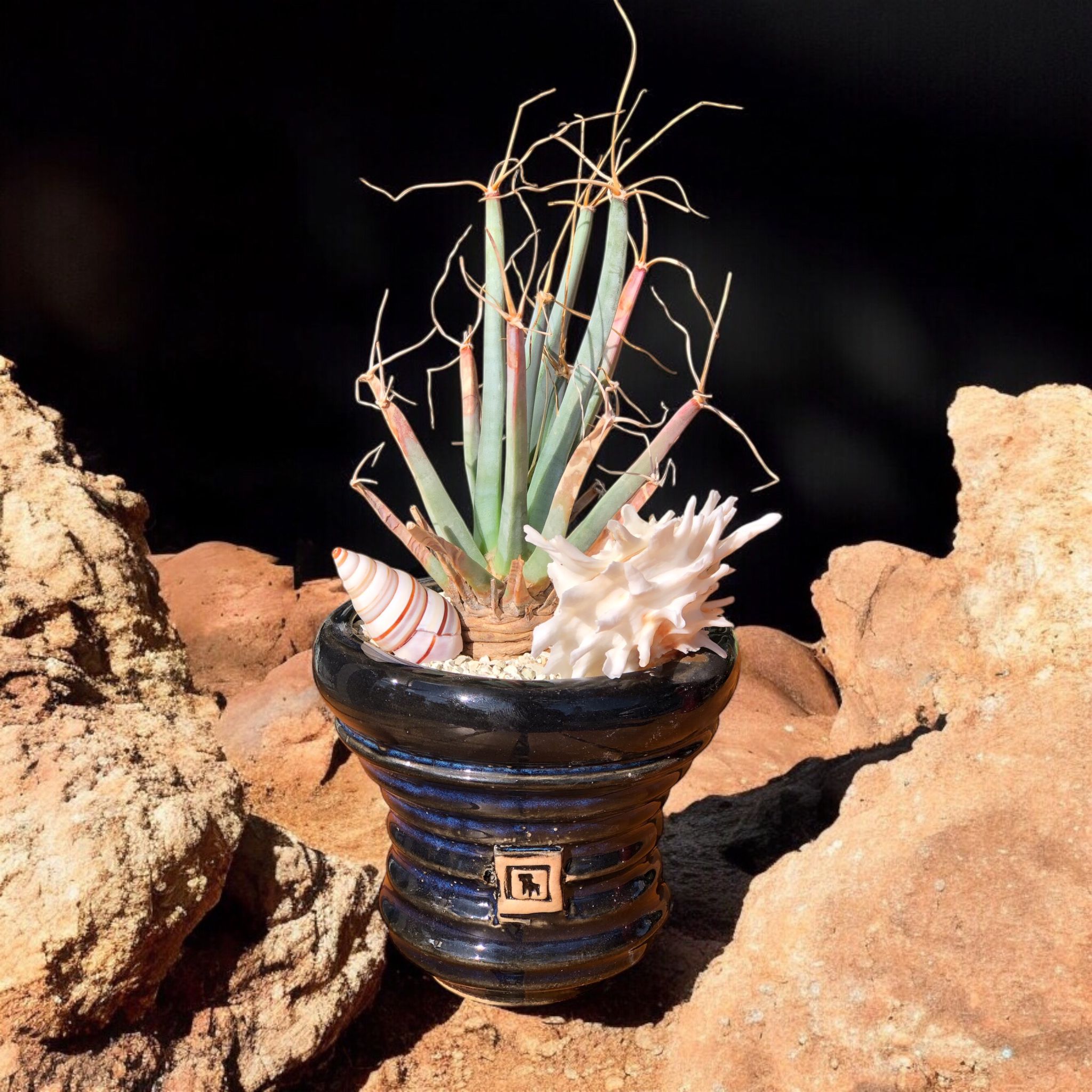 Leuchtenbergia Principis D:10 cm H:25 cm