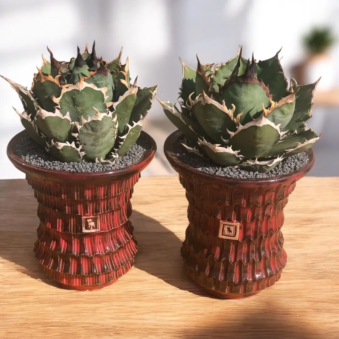 Agave