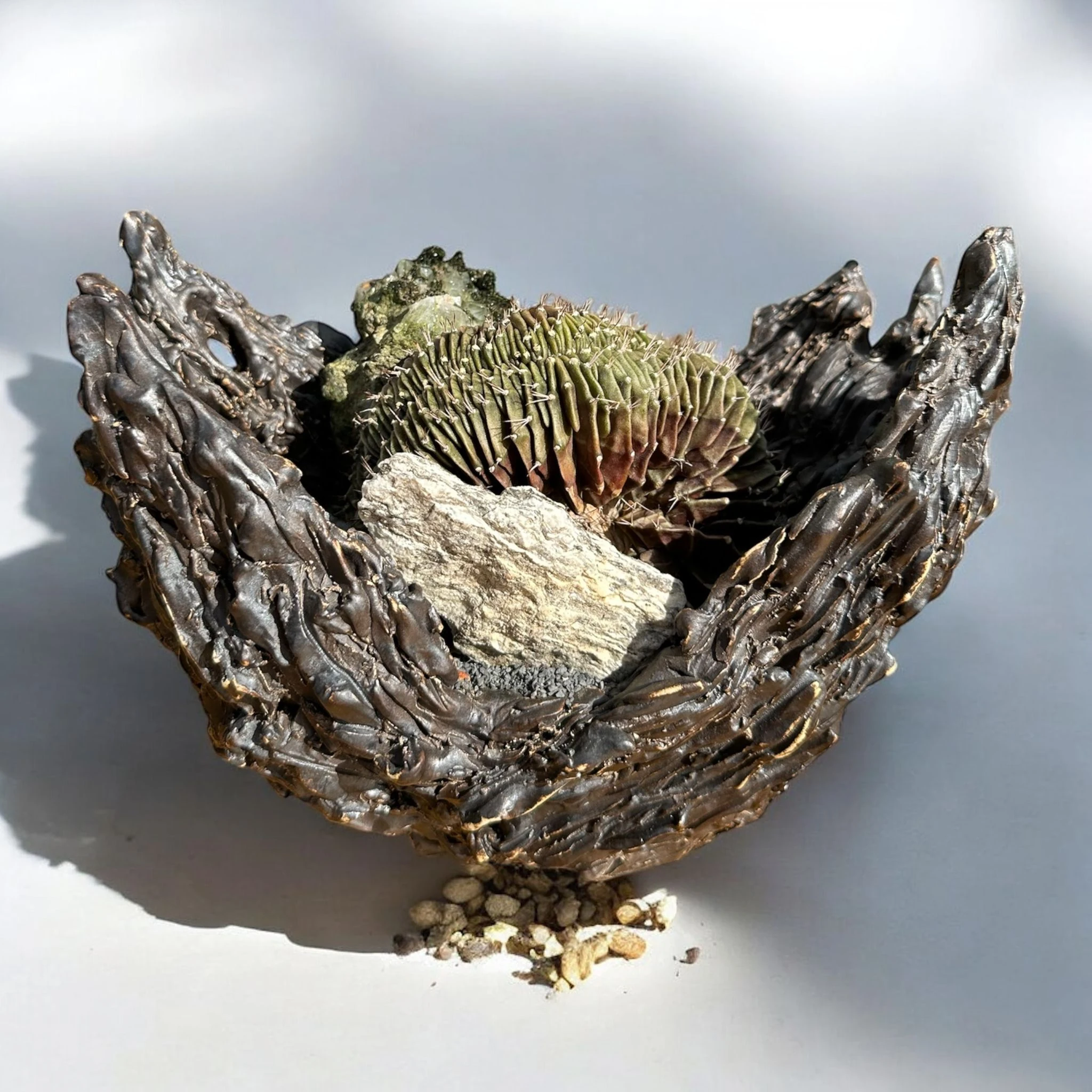 Gymnocalycium Cristata 