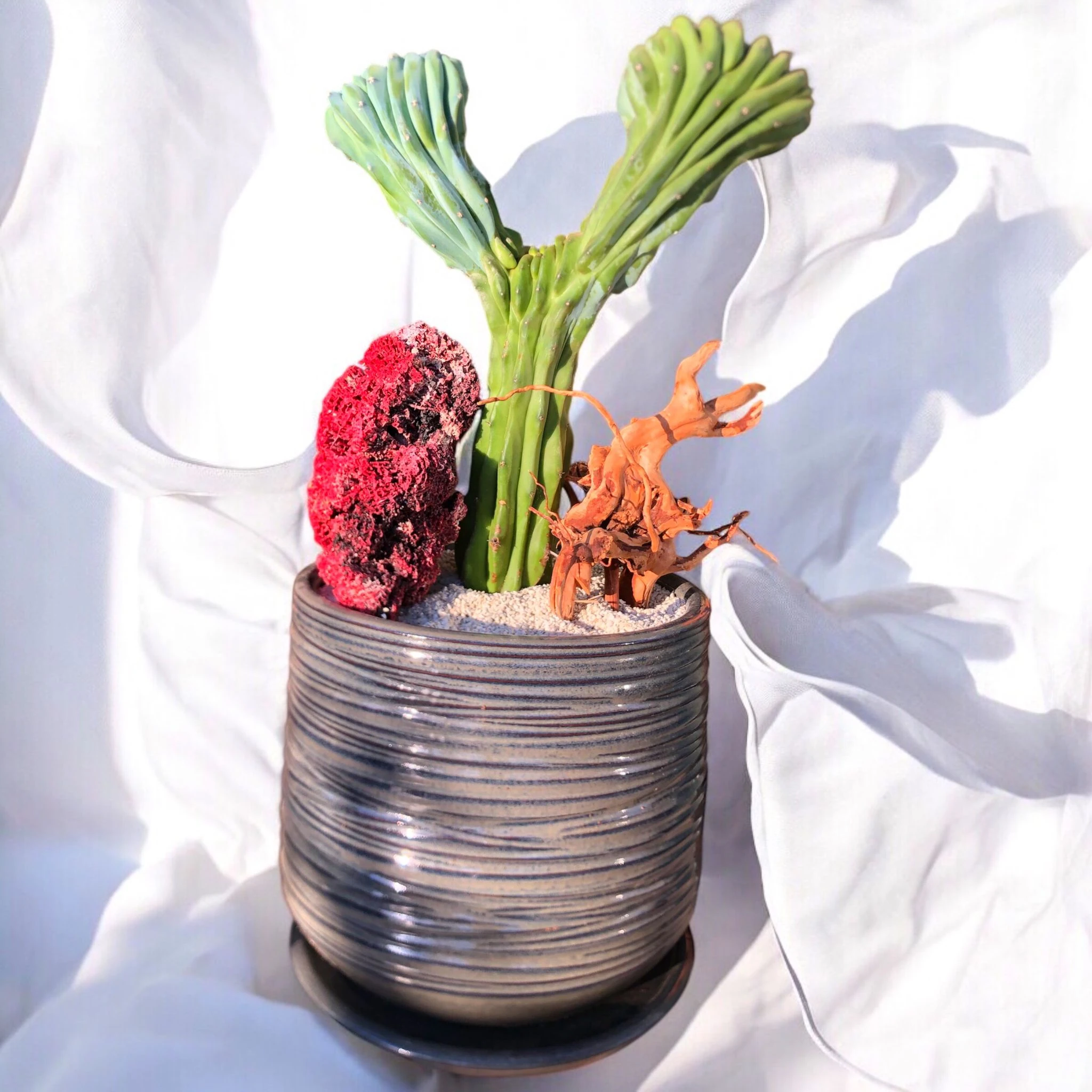 Myrtillocactus Geometrizans Cristata D:35 cm H:65 cm