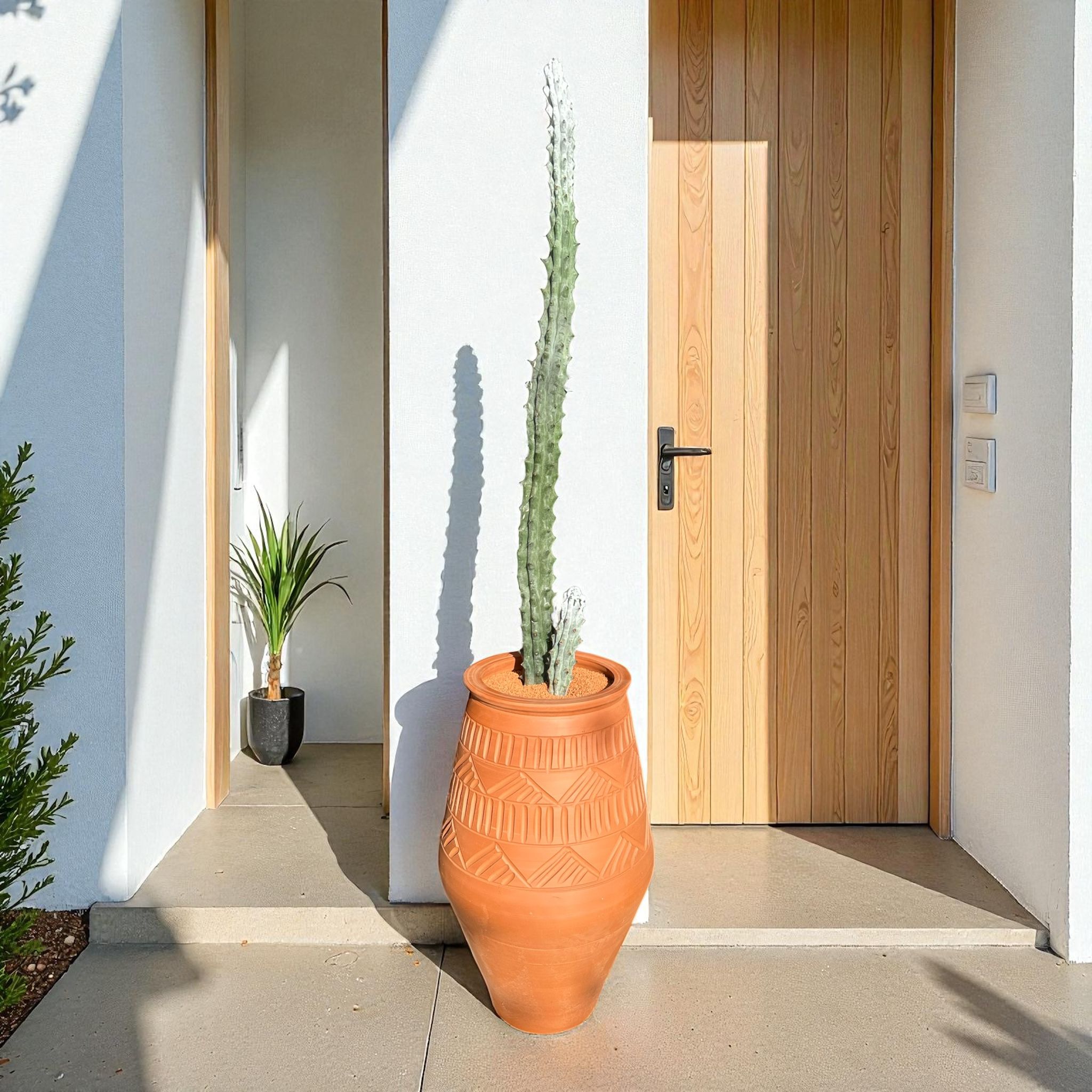 Stenocereus Beneckei D:32 cm H:180 cm