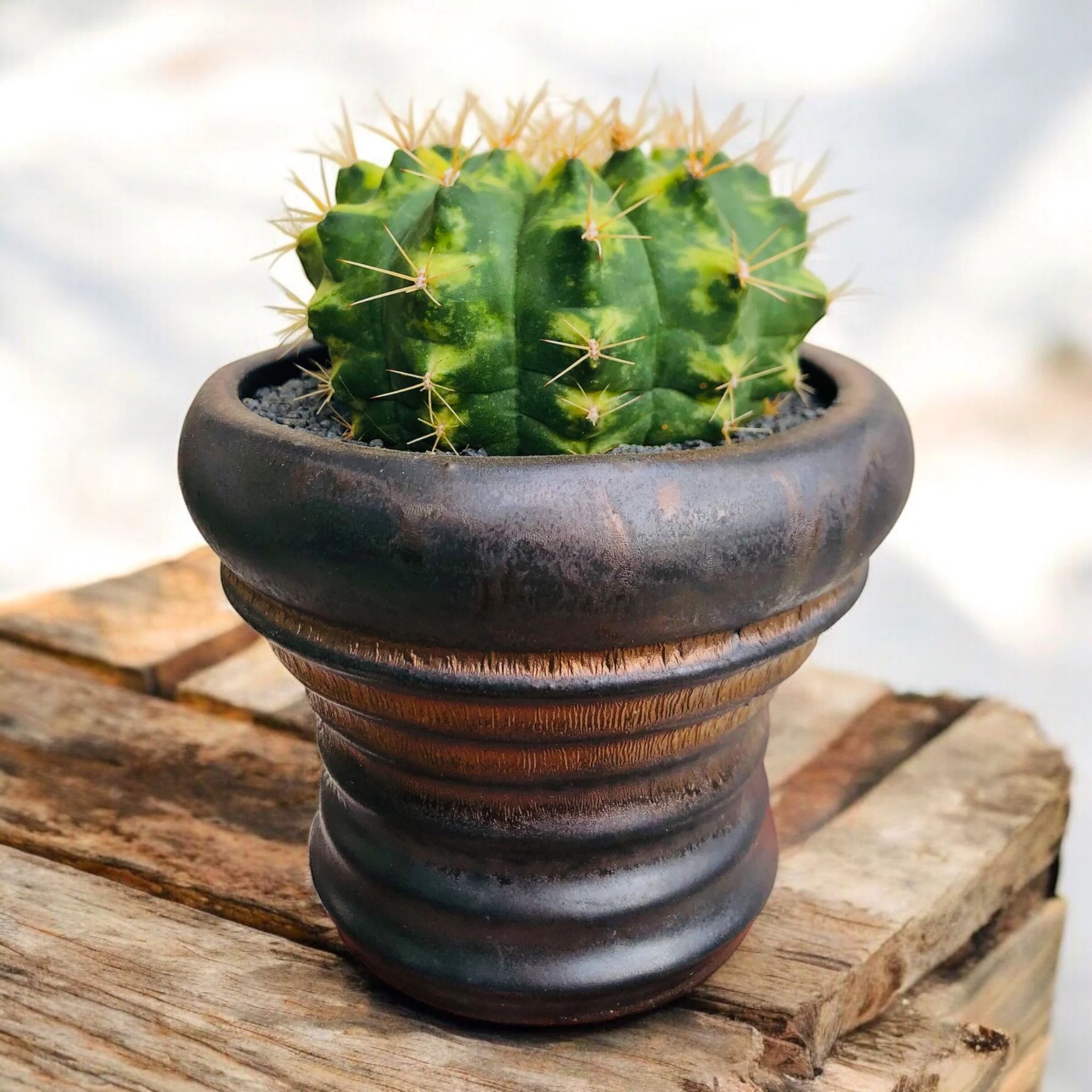 Gymnocalycium Variegata D:9 cm