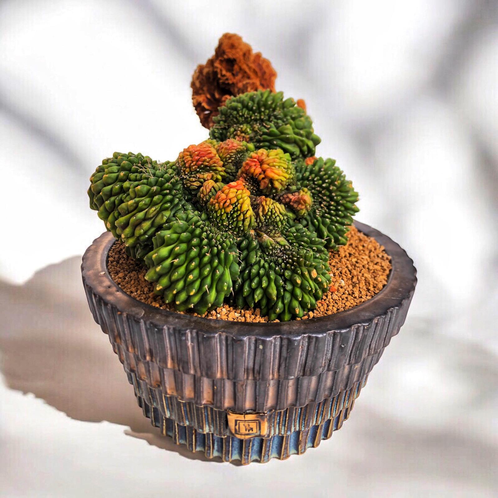 Gymnocalycium Inermis Cristata Variegata D:21 cm H:21 cm