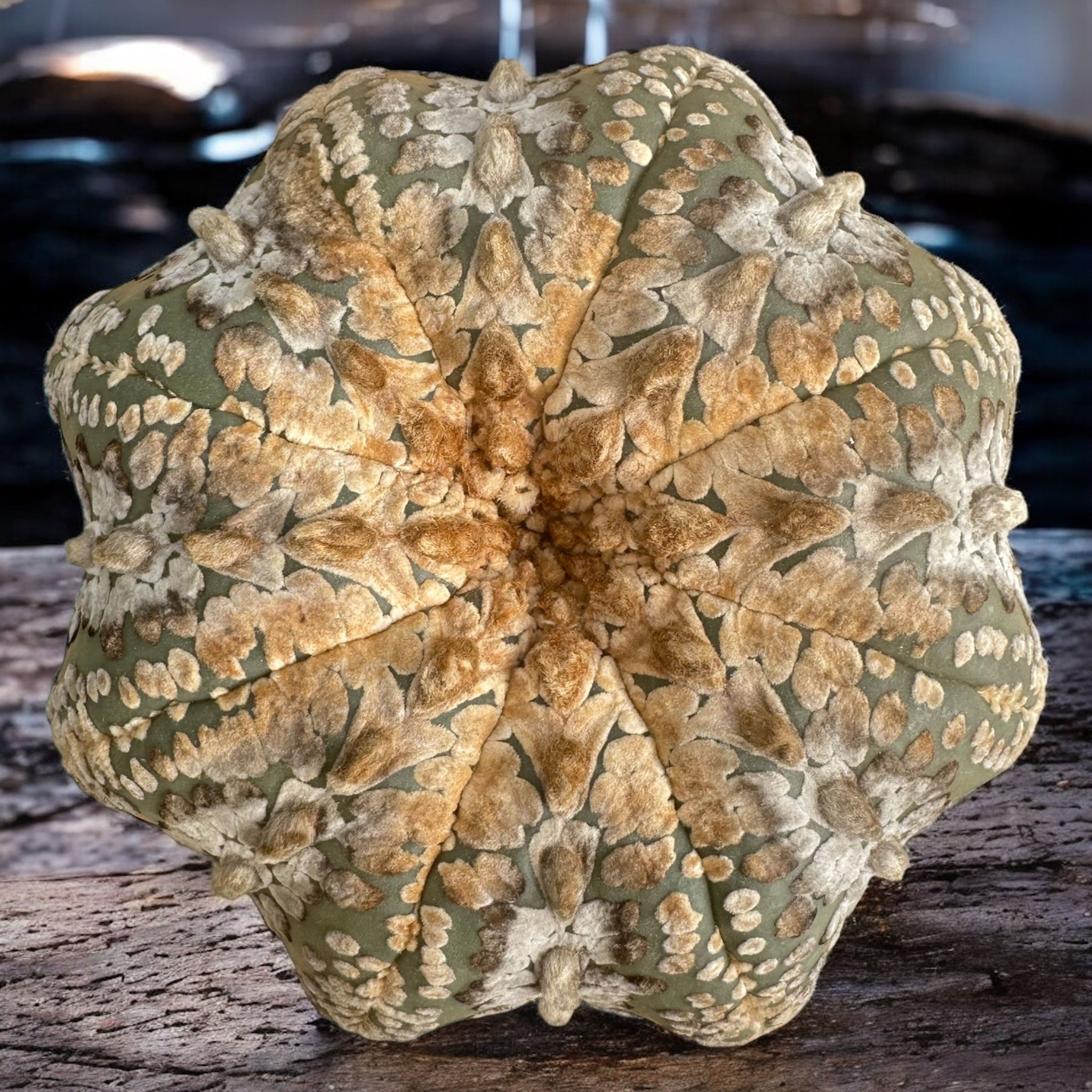 Astrophytum Asterias Hanazono Star Shape D:15 cm H:30 cm