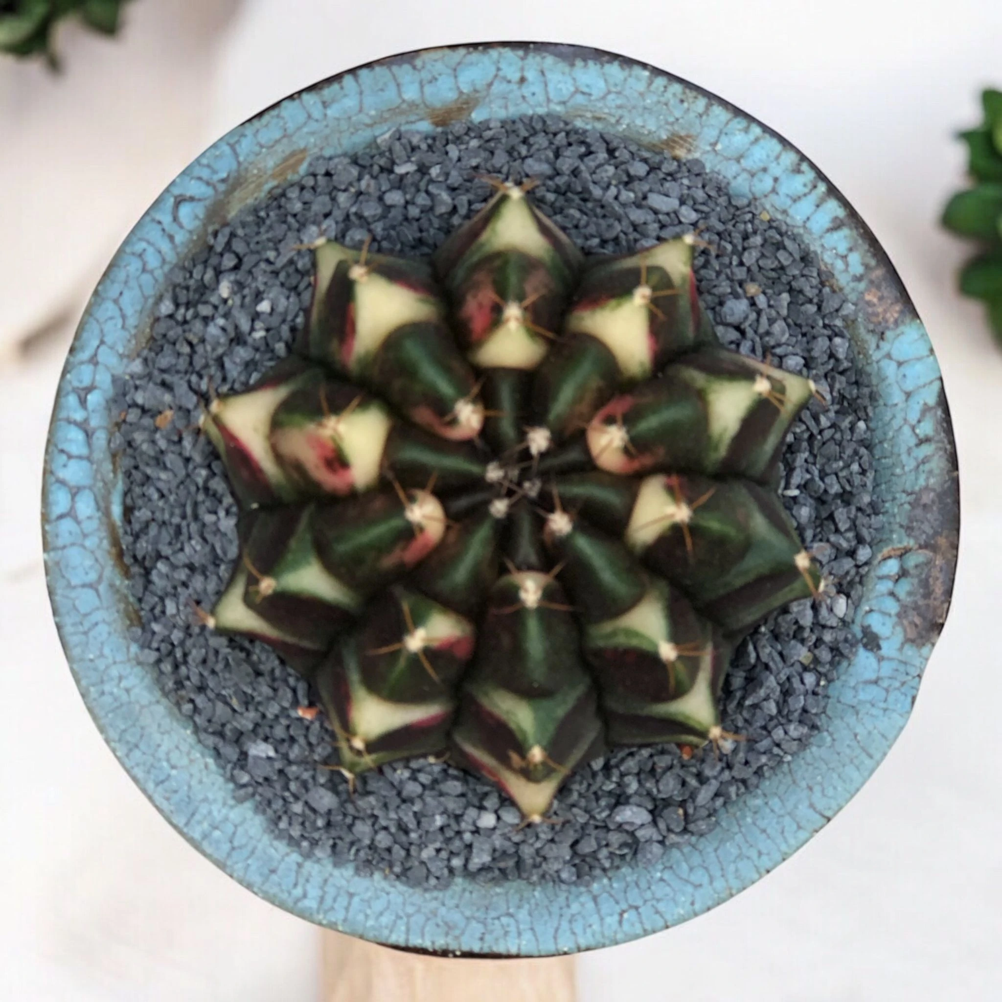 Gymnocalycium Sepia B D:9 cm H:10 cm