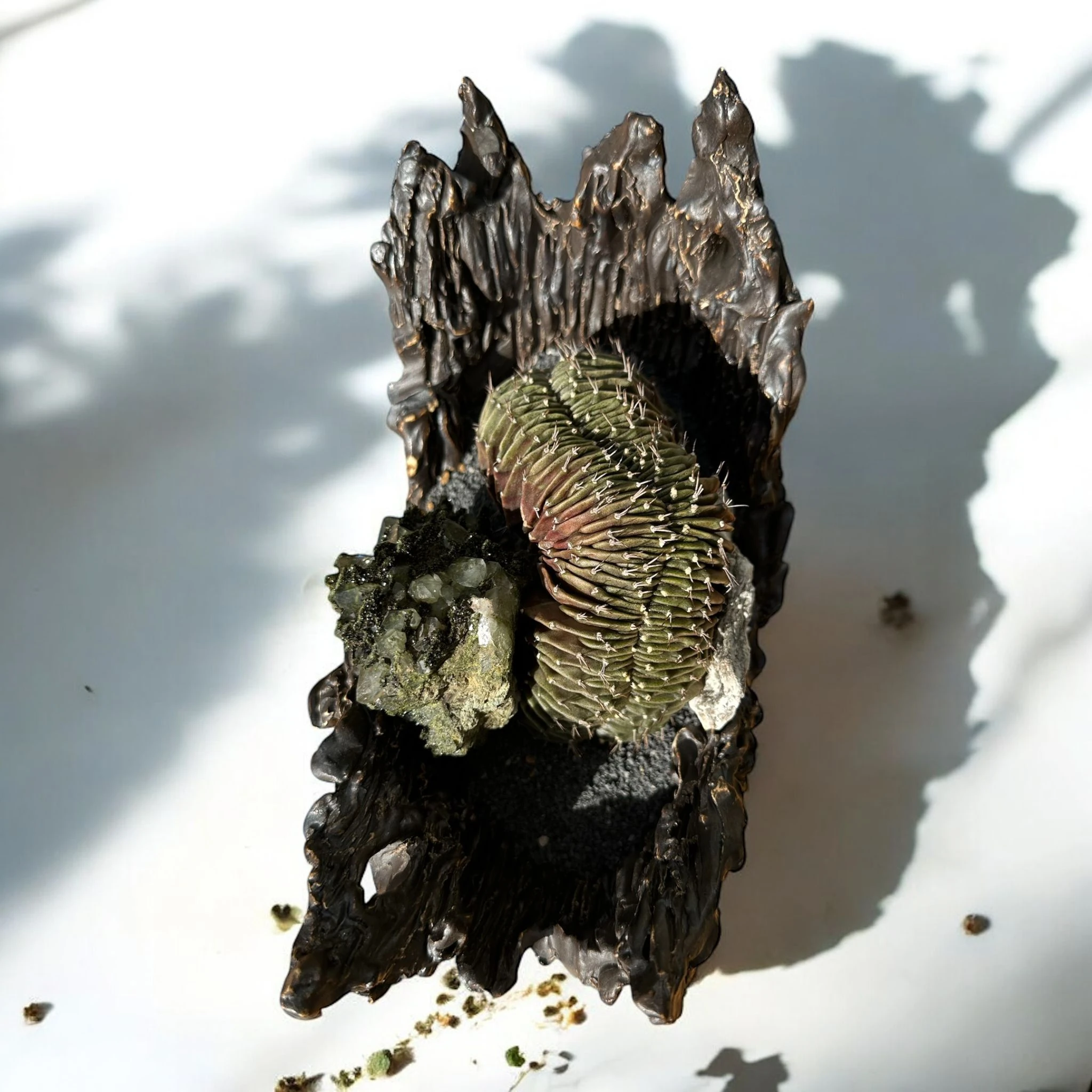 Gymnocalycium Cristata 