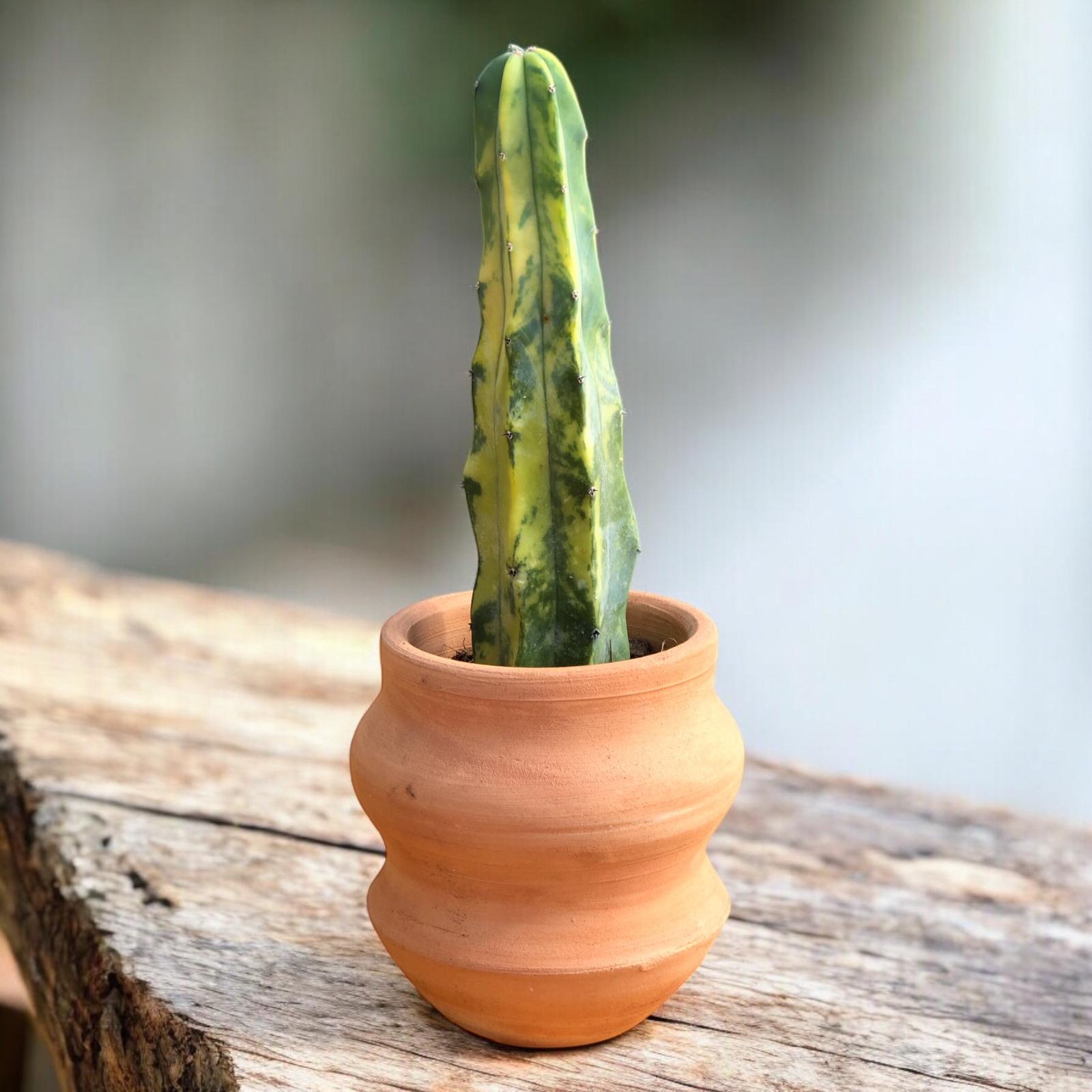 Myrtillocactus Geometrizans Variegata H:25 cm