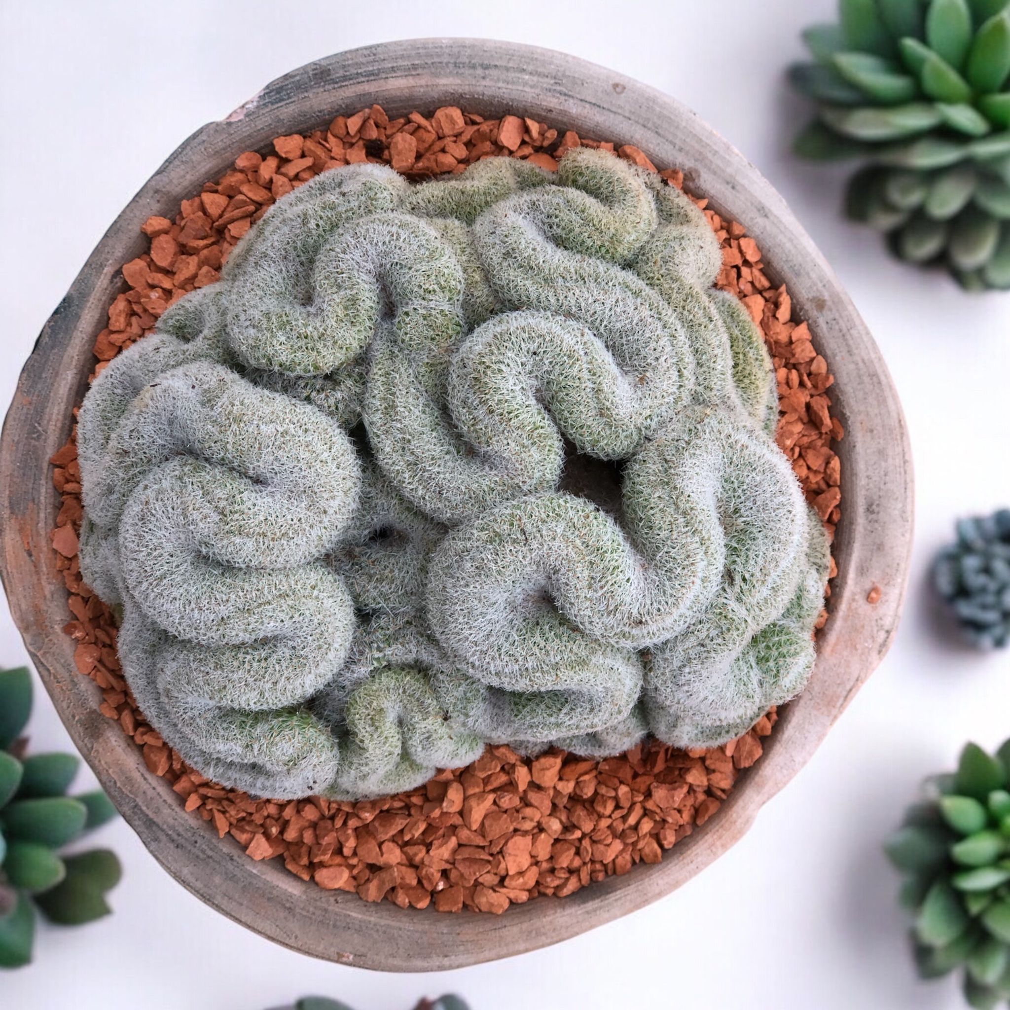 Mammillaria Perbella Cristata D:13 cm H:12 cm