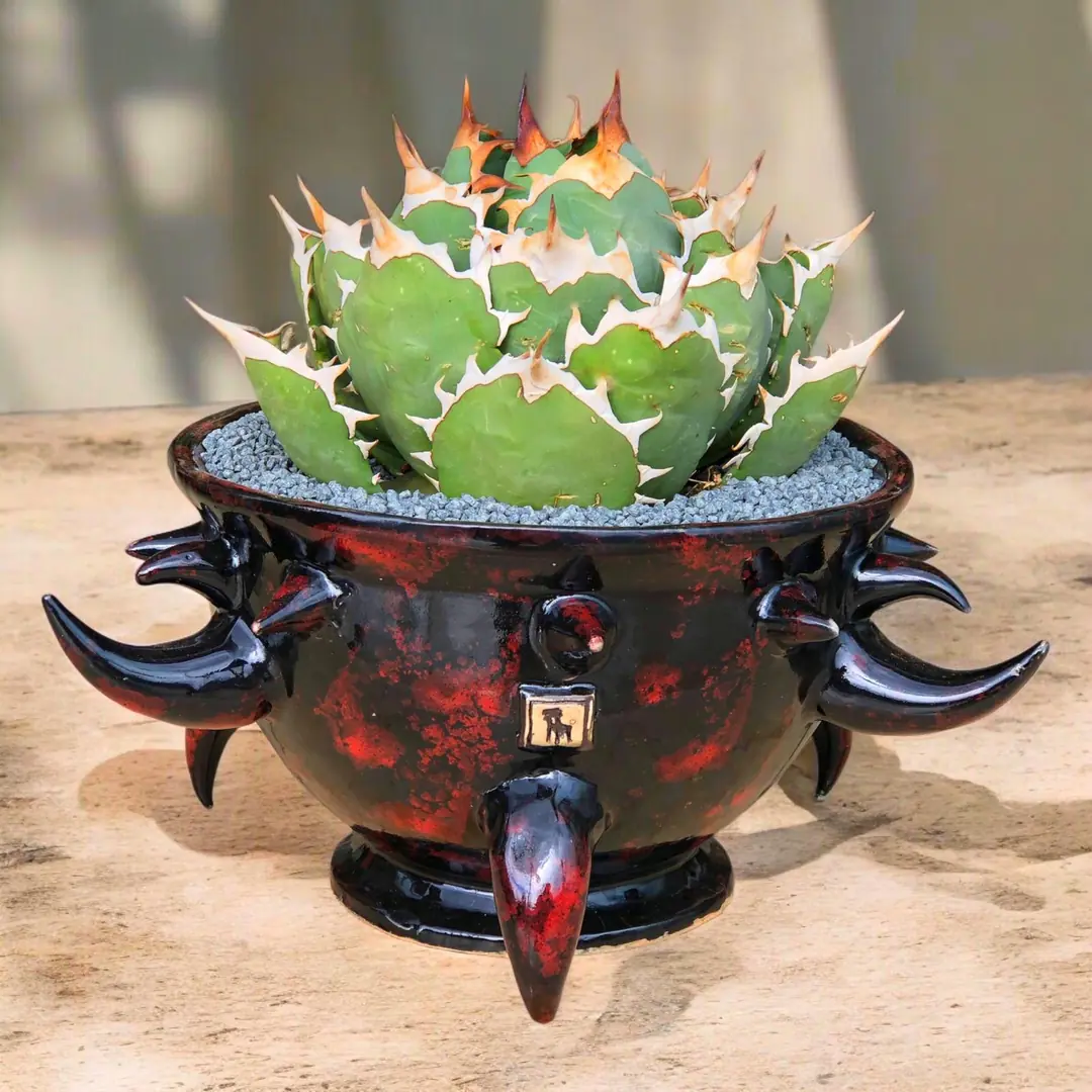 Agave