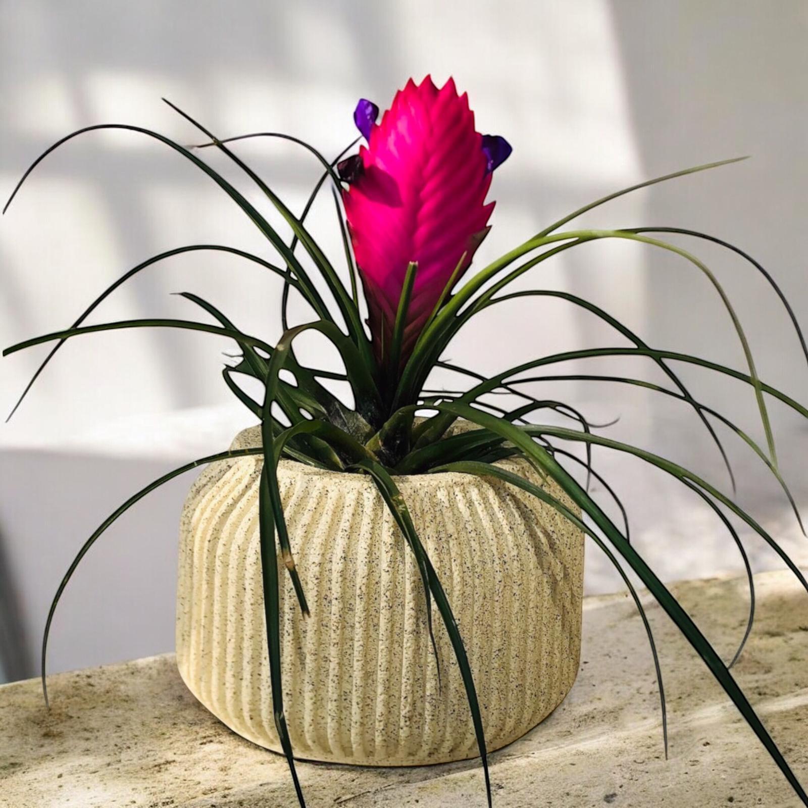 Tillandsia Hava Bitkisi Airplant